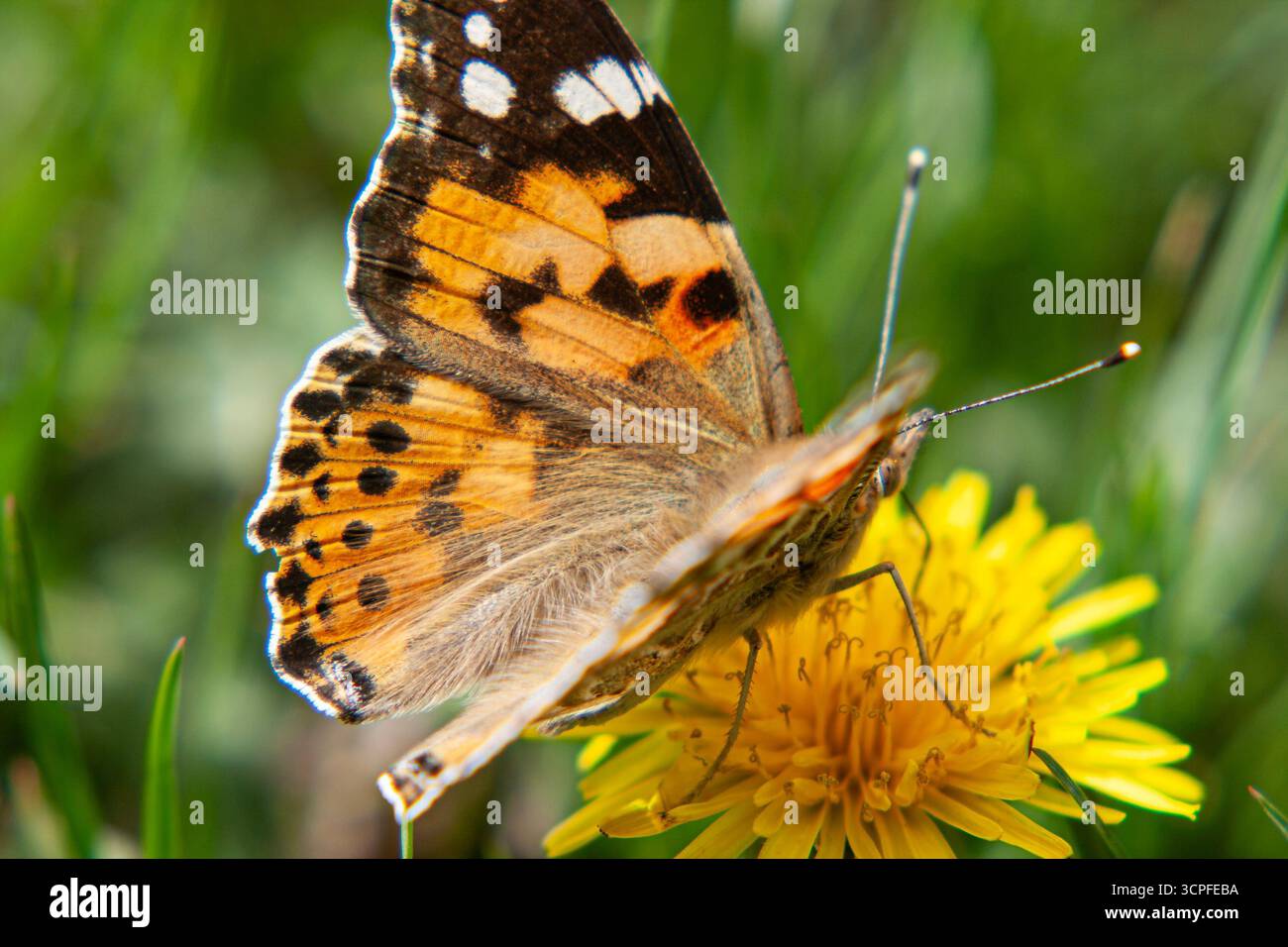 Gemalte Lady Butterfly betankt sich auf einem sonnenverwöhnten Löwenzahn. Makroschönheit eines Bestäubers auf einer Frühlings- oder Sommerwiese. Nahaufnahme der Tierwelt Stockfoto