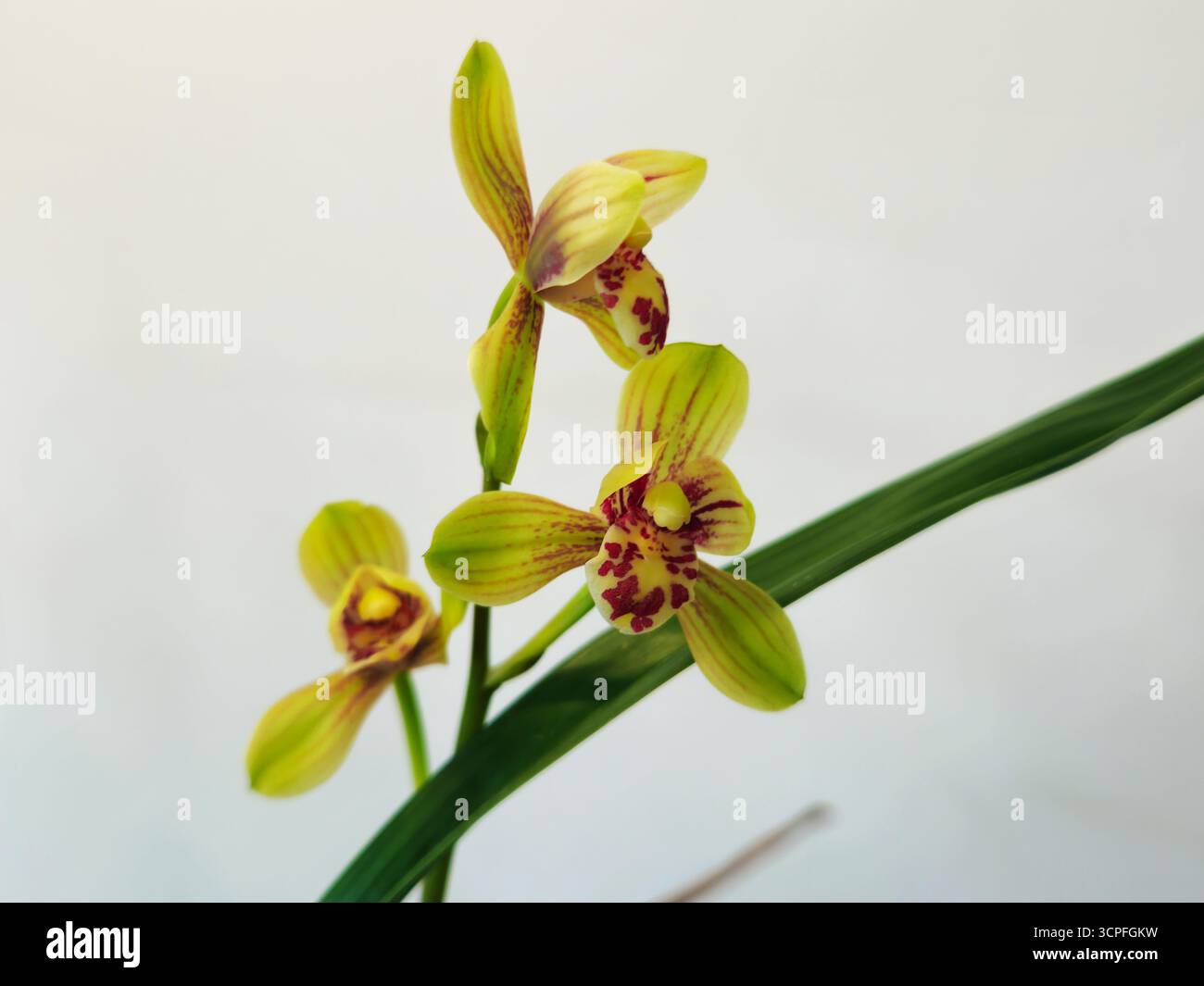 Cymbidium-Orchidee mit gepunkteten Gelb-Grün-Blüten Stockfoto