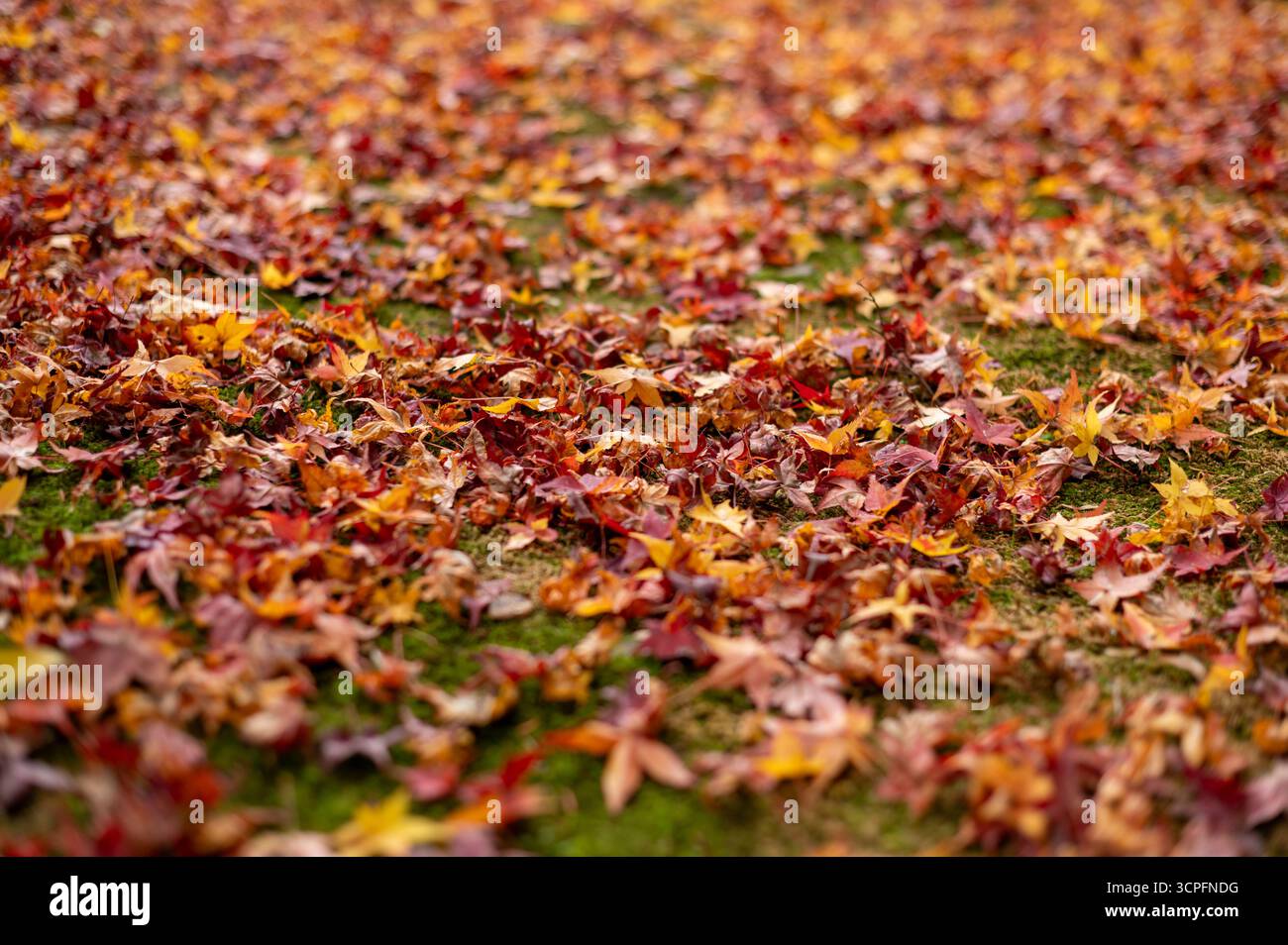 Farbenfrohe Herbstahornblätter auf moosbewachsenem Boden Stockfoto