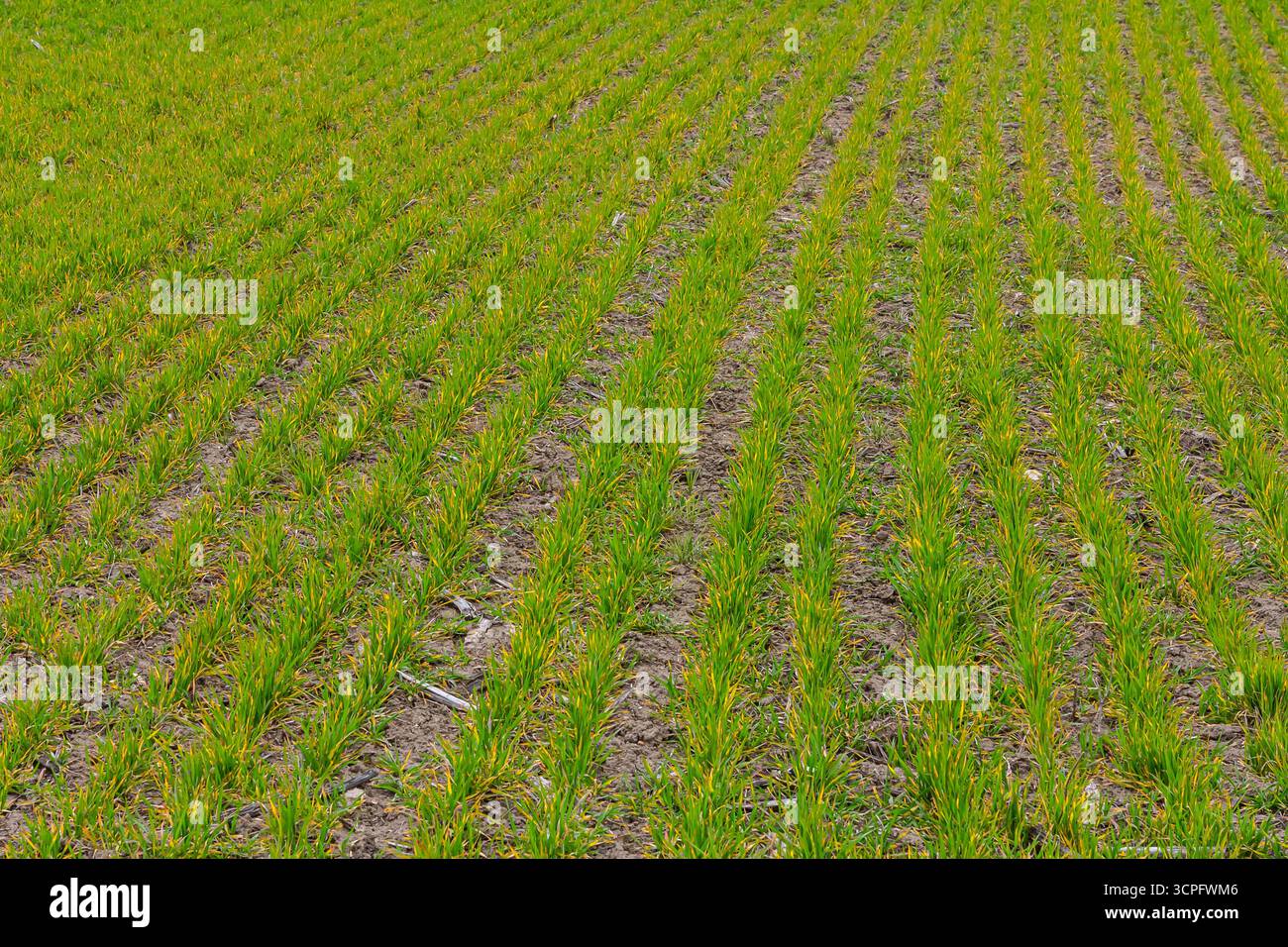 Reihen von grünen Reispflanzen erstrecken sich über das Feld, die unter dem warmen Sonnenlicht gedeihen und auf ein gesundes Wachstum in einem ländlichen Ackerland hinweisen. Stockfoto