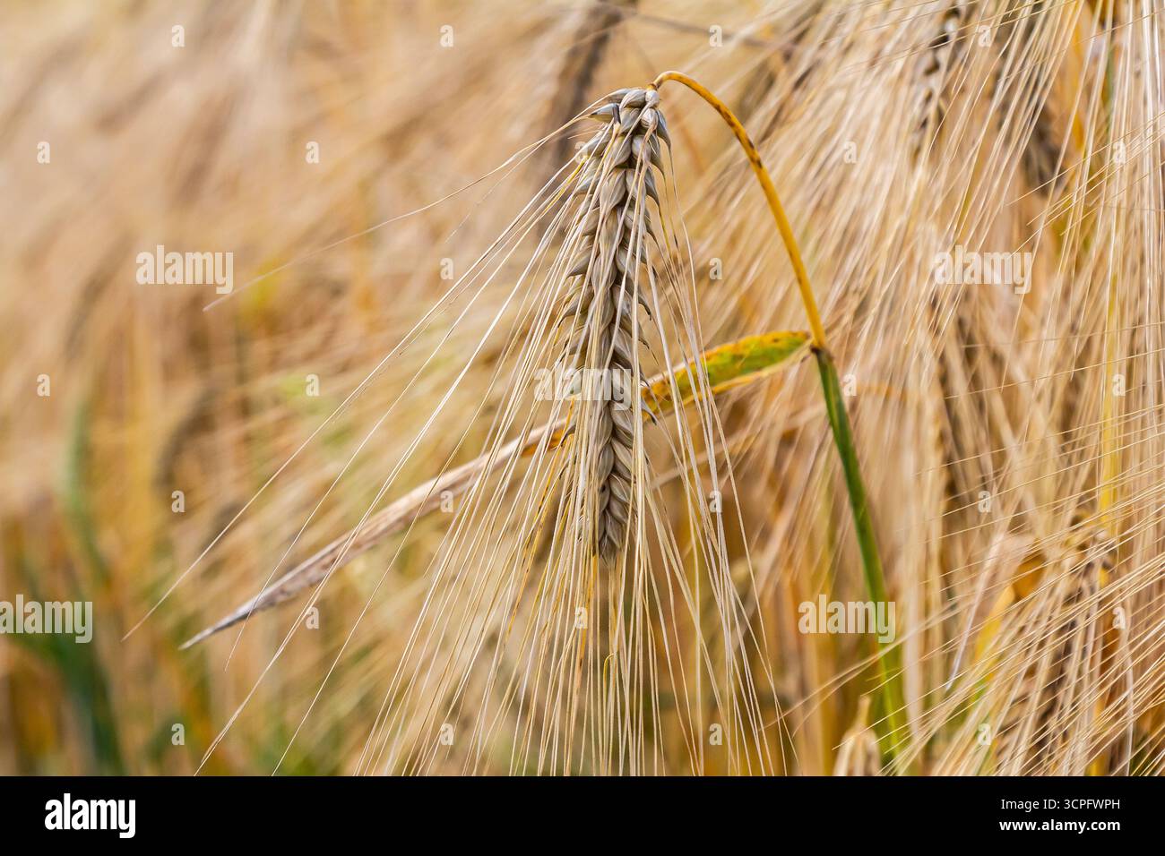 Reife Gerstenohren stehen hoch auf einem goldenen Feld, glitzern unter starkem Sonnenlicht und signalisieren den Beginn der Erntezeit im Frühsommer. Stockfoto