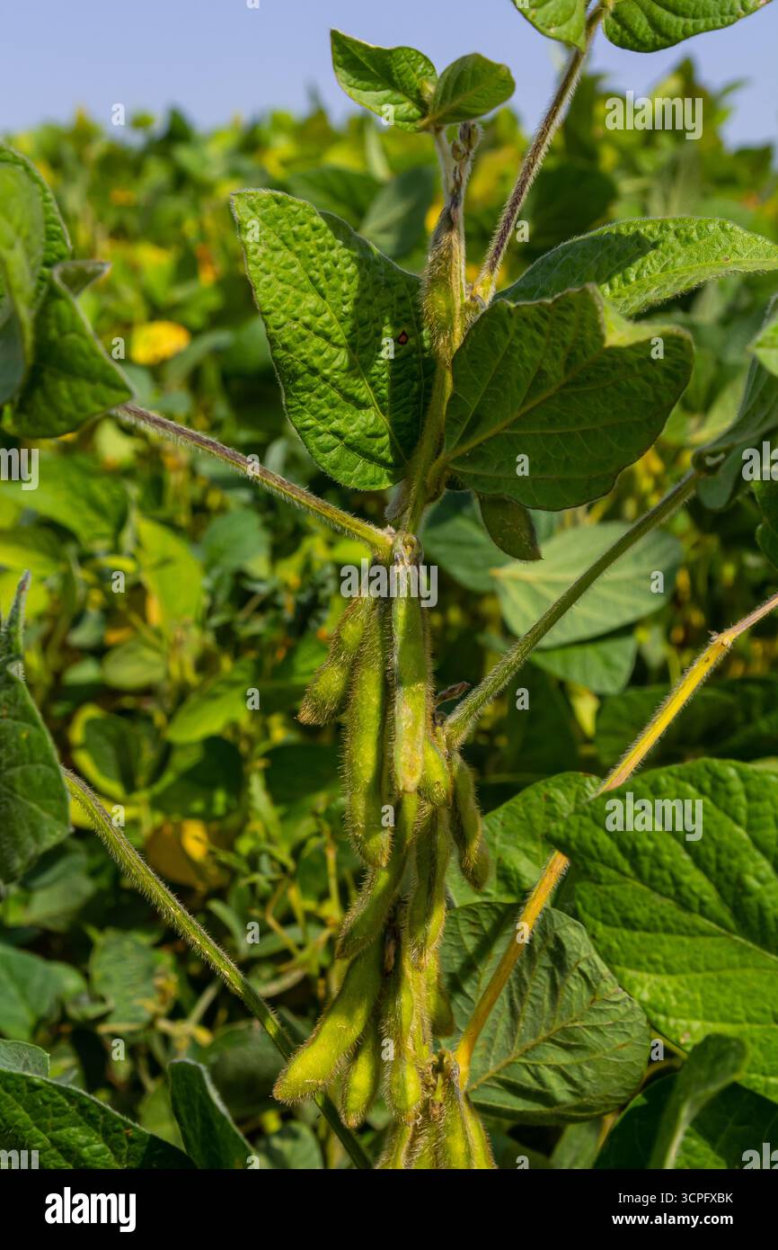 Eine Nahaufnahme der lebendigen grünen Sojabohnenpflanzen mit Schoten, die an einem sonnigen Tag ein gesundes Wachstum auf einem üppigen landwirtschaftlichen Feld zeigen. Stockfoto