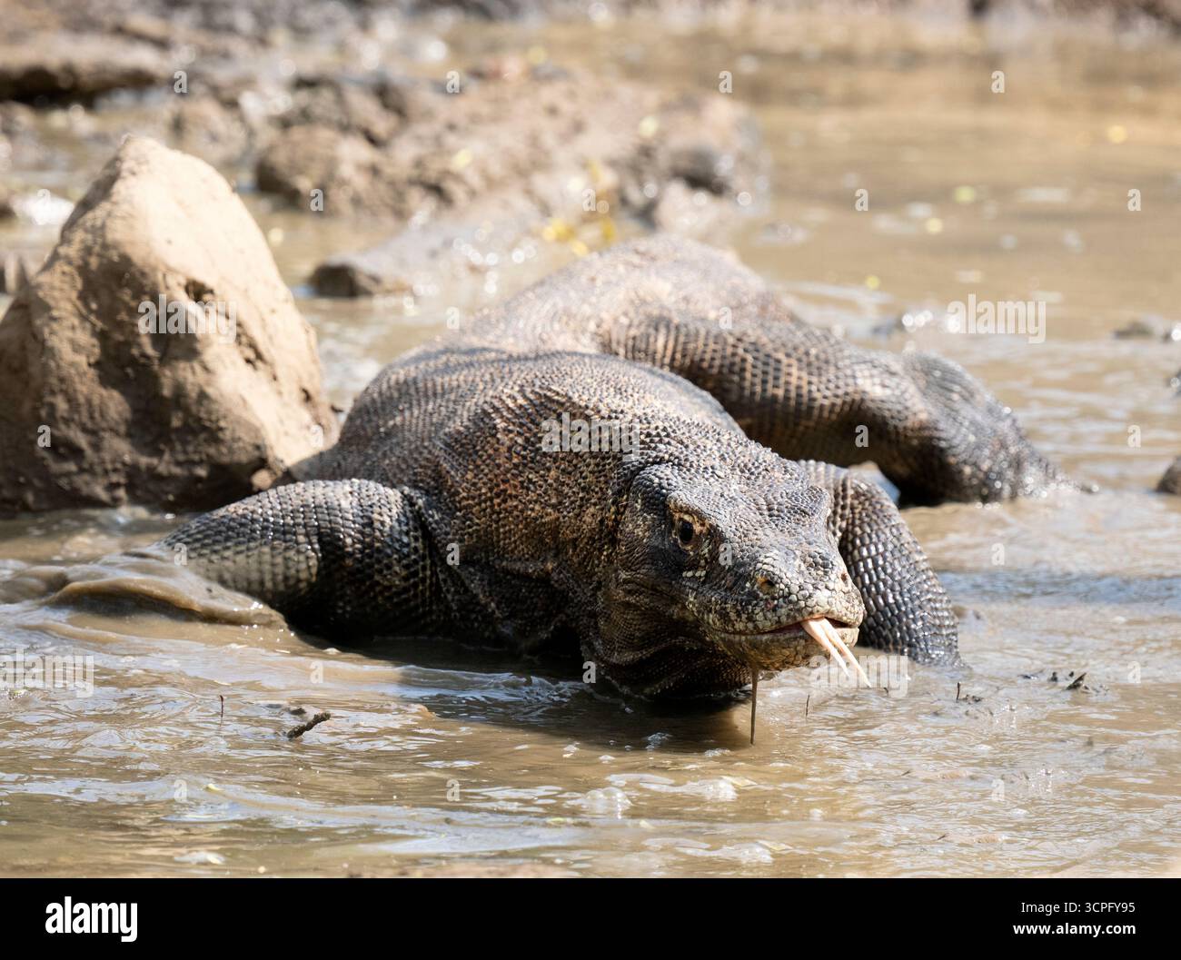 Komodo Drache (Varanus komodoensis) Komodo Nationalpark, Indonesien Stockfoto