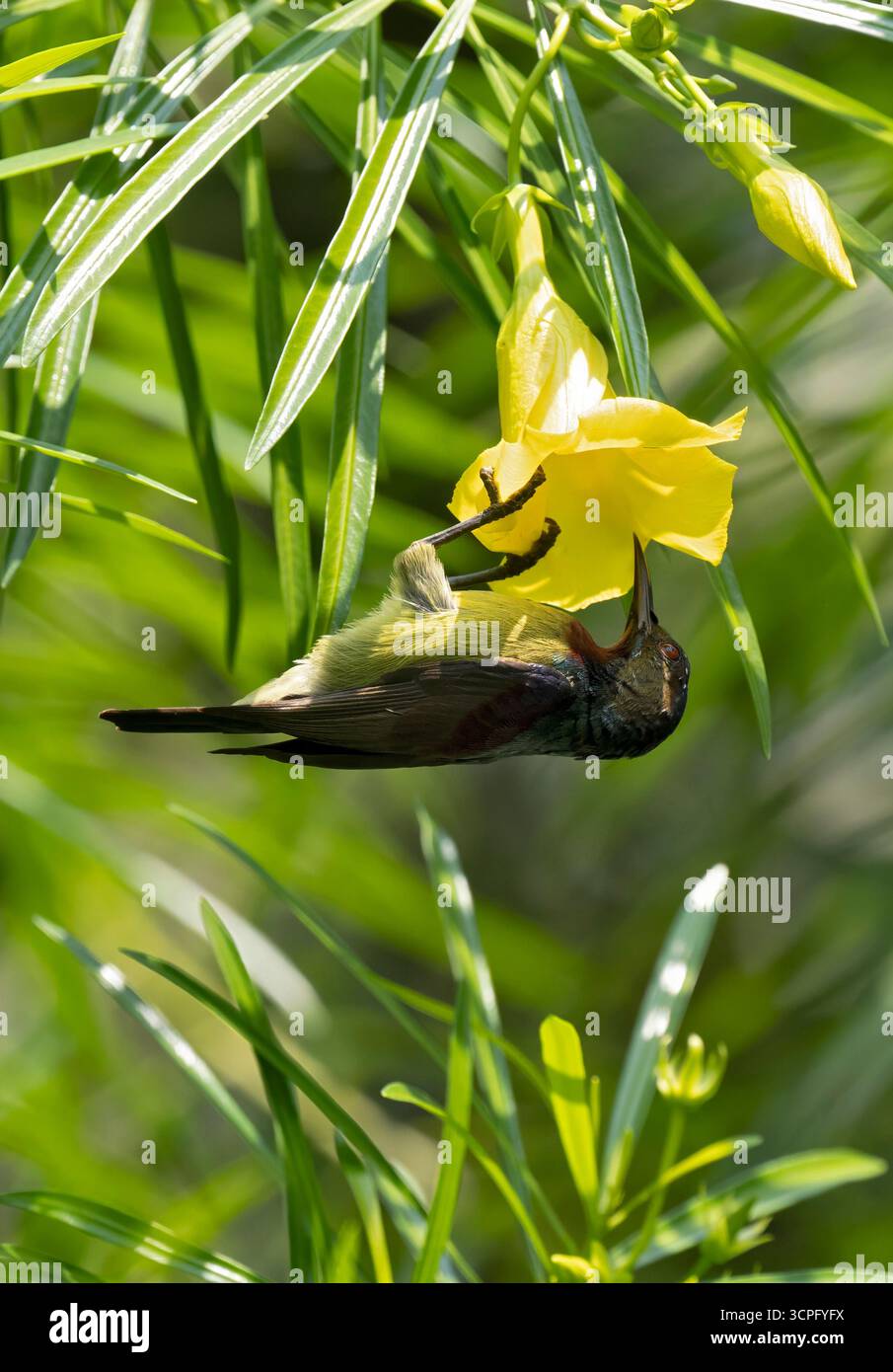 Sonnenvogel mit Olivenrücken (Nectarinia jugularis), männlich, an der Blüte hängend, Nektar ernährend, Bali, Indonesien Stockfoto