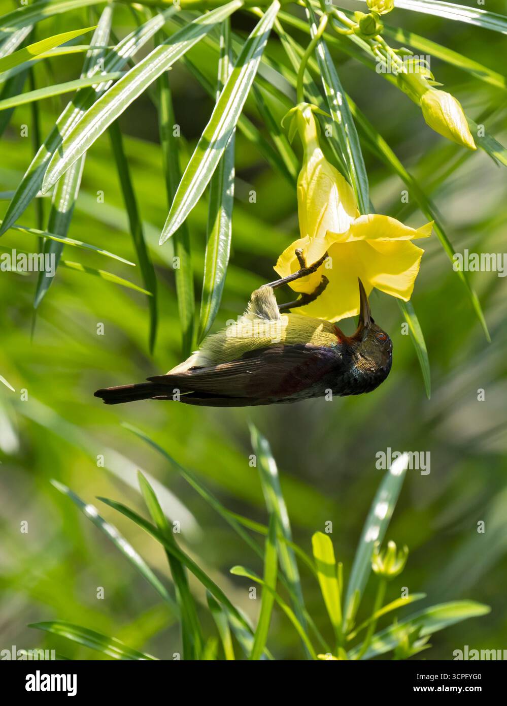 Sonnenvogel mit Olivenrücken (Nectarinia jugularis), männlich, an der Blüte hängend, Nektar ernährend, Bali, Indonesien Stockfoto