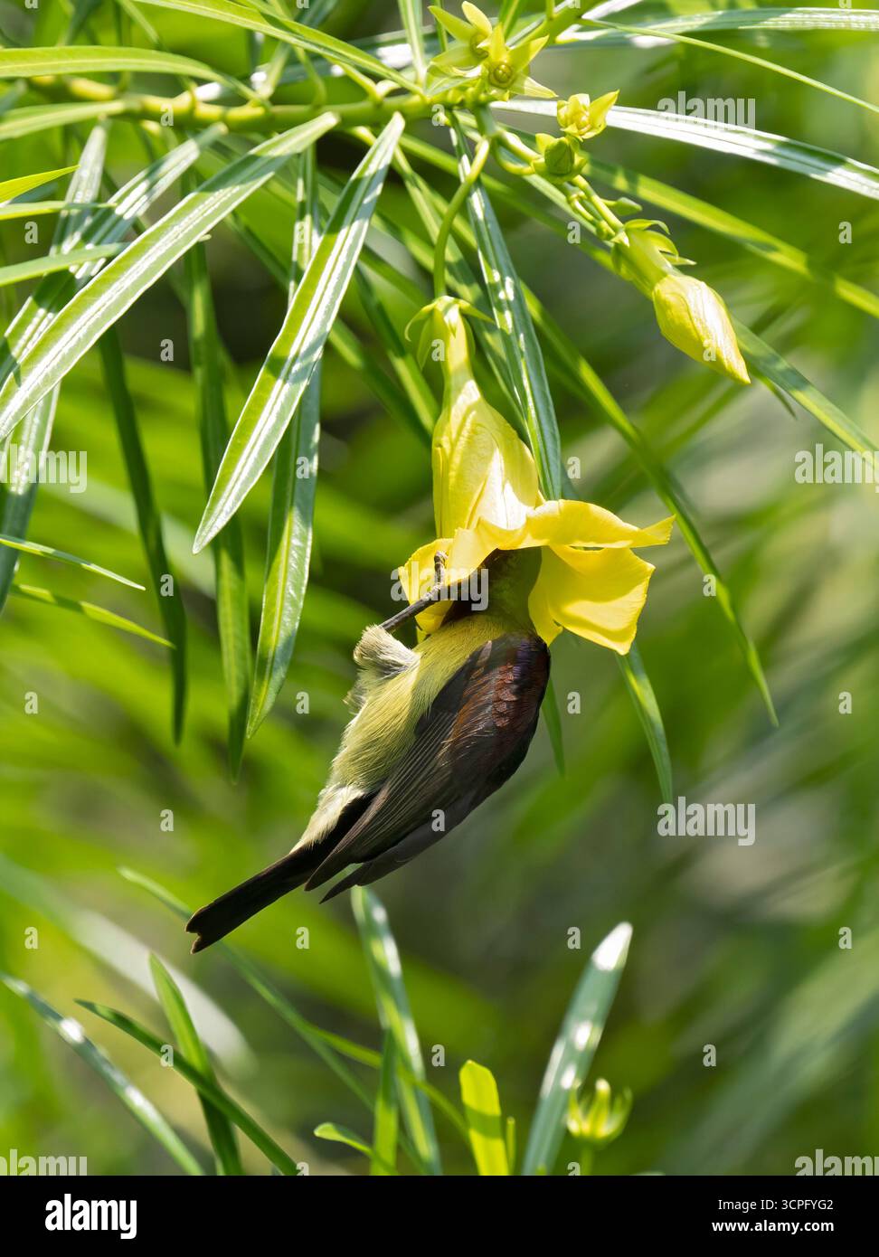 Sonnenvogel mit Olivenrücken (Nectarinia jugularis), männlich, an der Blüte hängend, Nektar ernährend, Bali, Indonesien Stockfoto