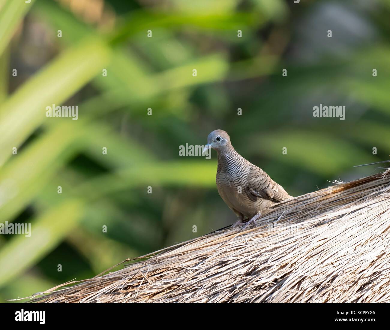 Zebrataube (Geopelia striata}) auf dem Strohdach, Bali, Indonesien Stockfoto
