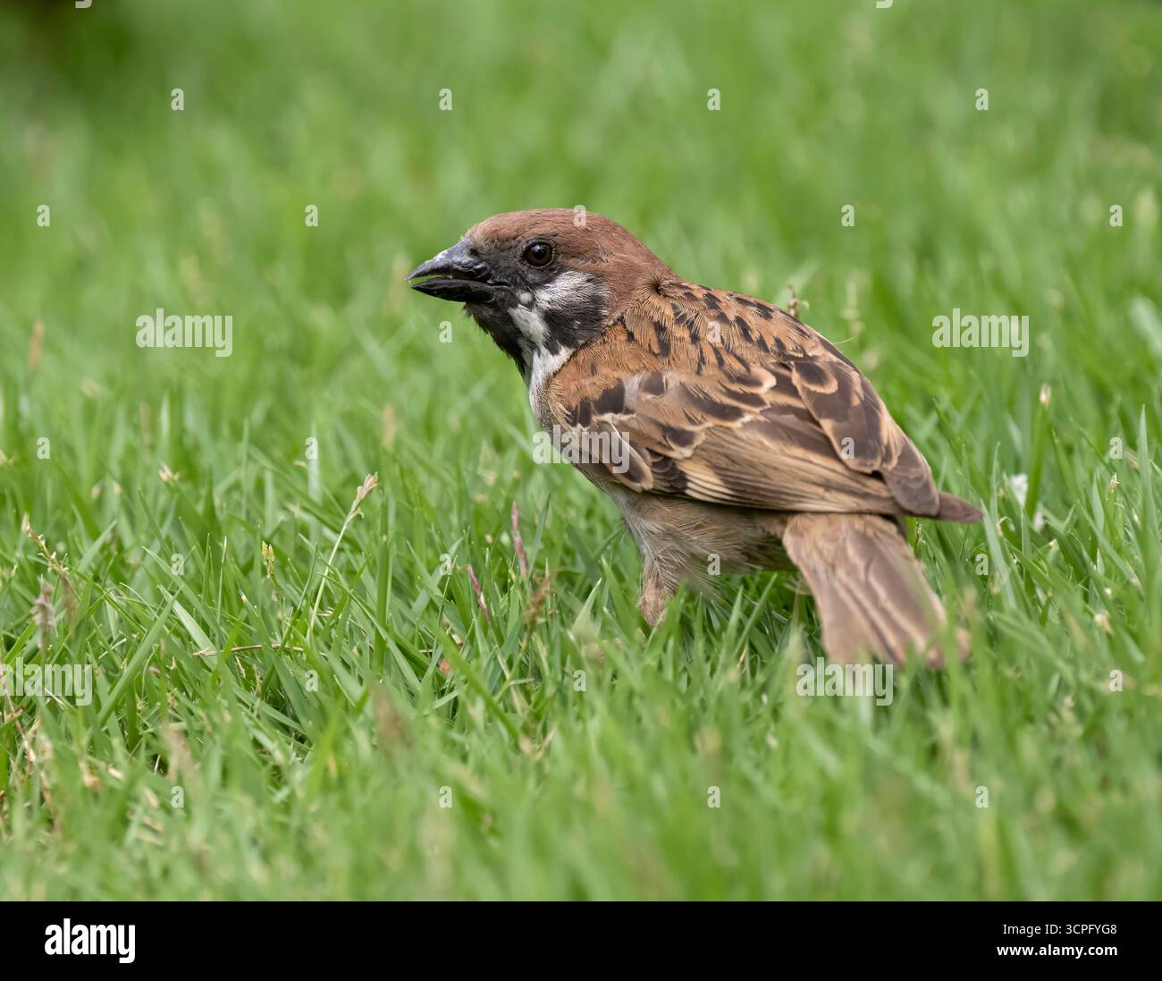 Eurasischer Baumarsch (Passer montanus), der Gras fresst, Flores, Indonesien Stockfoto