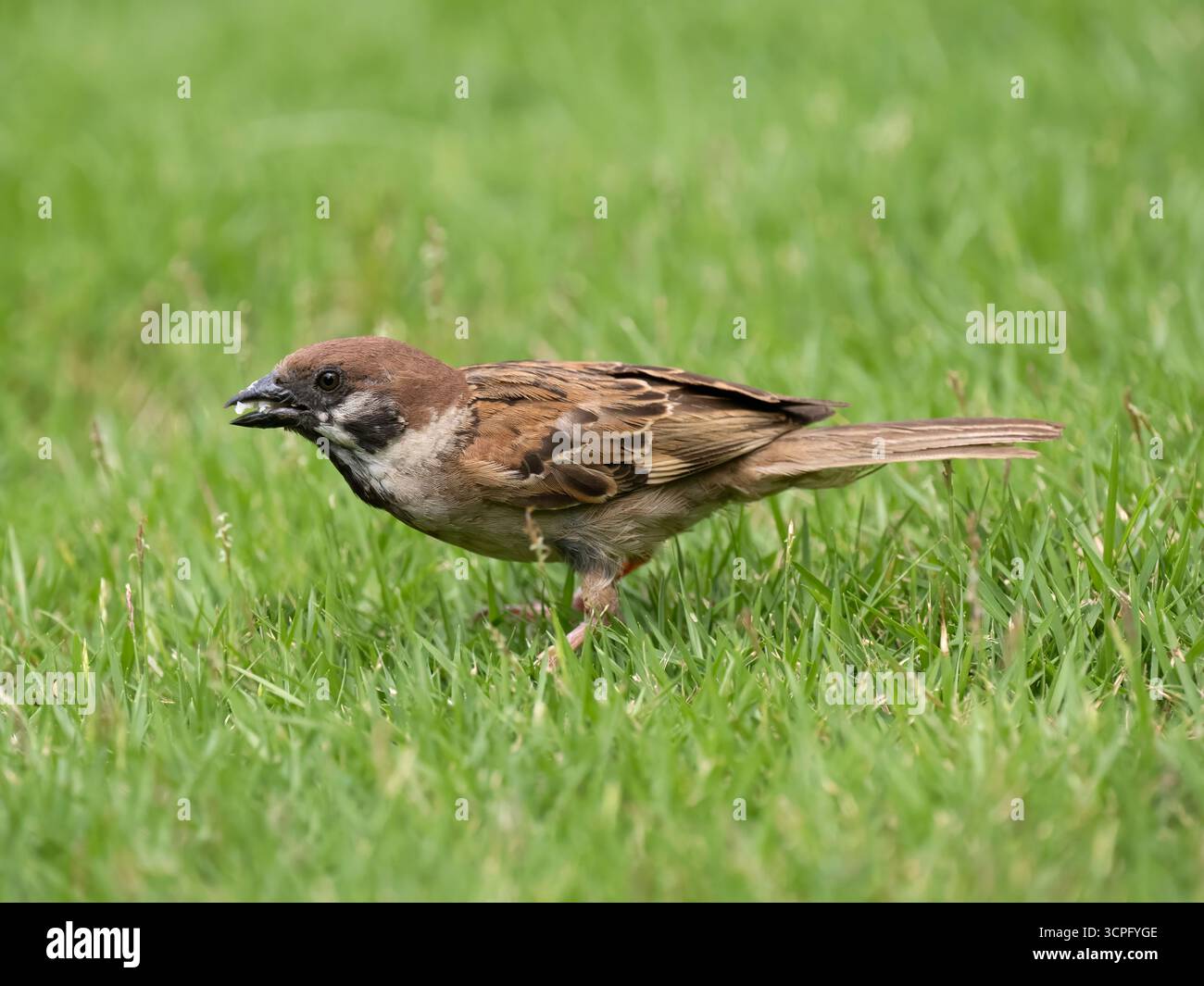 Eurasischer Baumarsch (Passer montanus), der Gras fresst, Flores, Indonesien Stockfoto