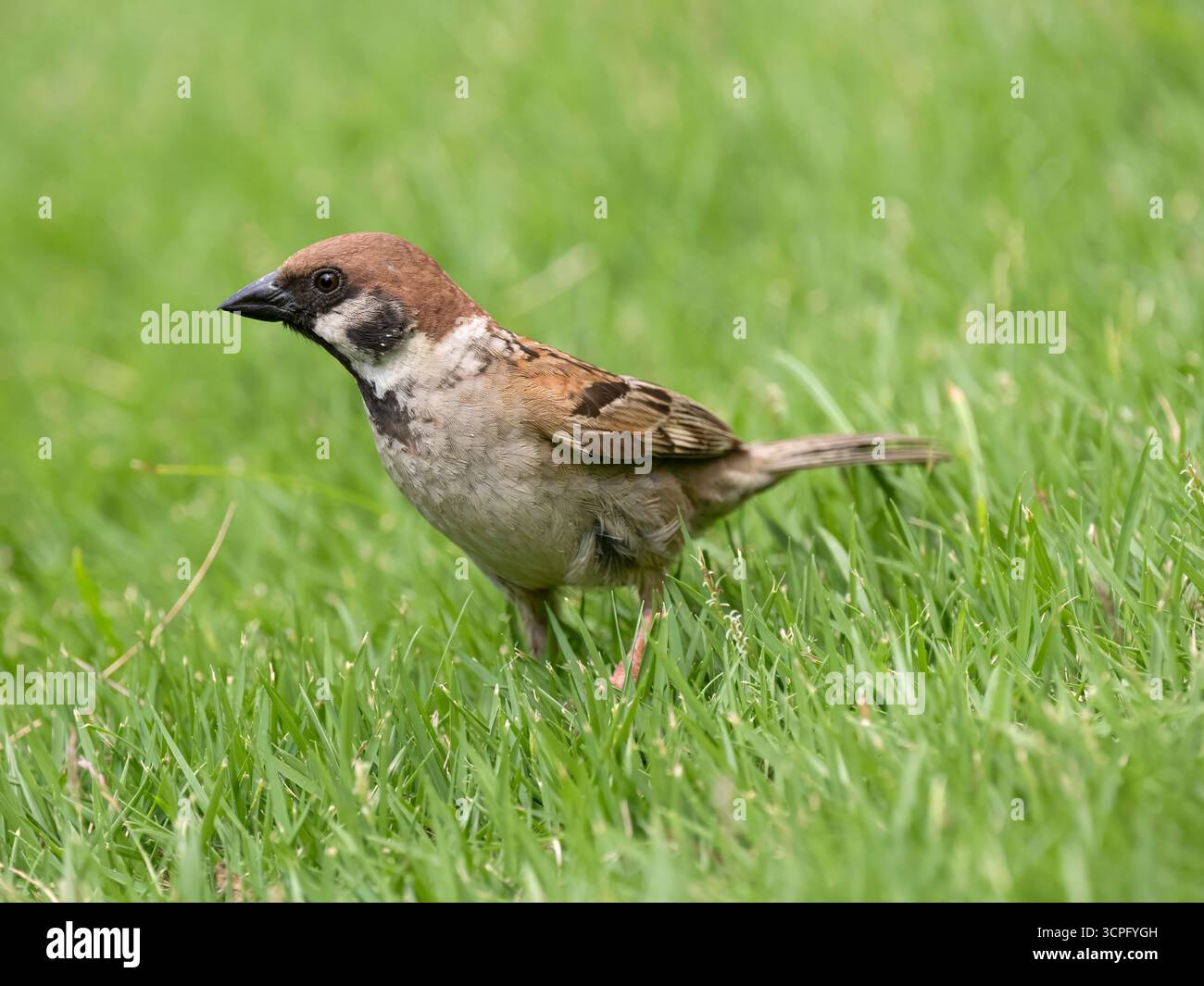 Eurasischer Baumarsch (Passer montanus), der Gras fresst, Flores, Indonesien Stockfoto