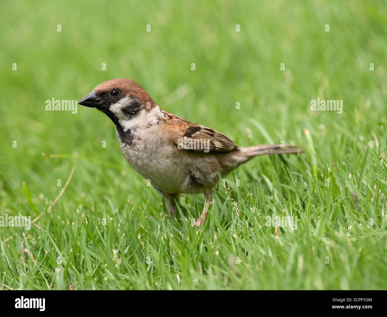 Eurasischer Baumarsch (Passer montanus), der Gras fresst, Flores, Indonesien Stockfoto