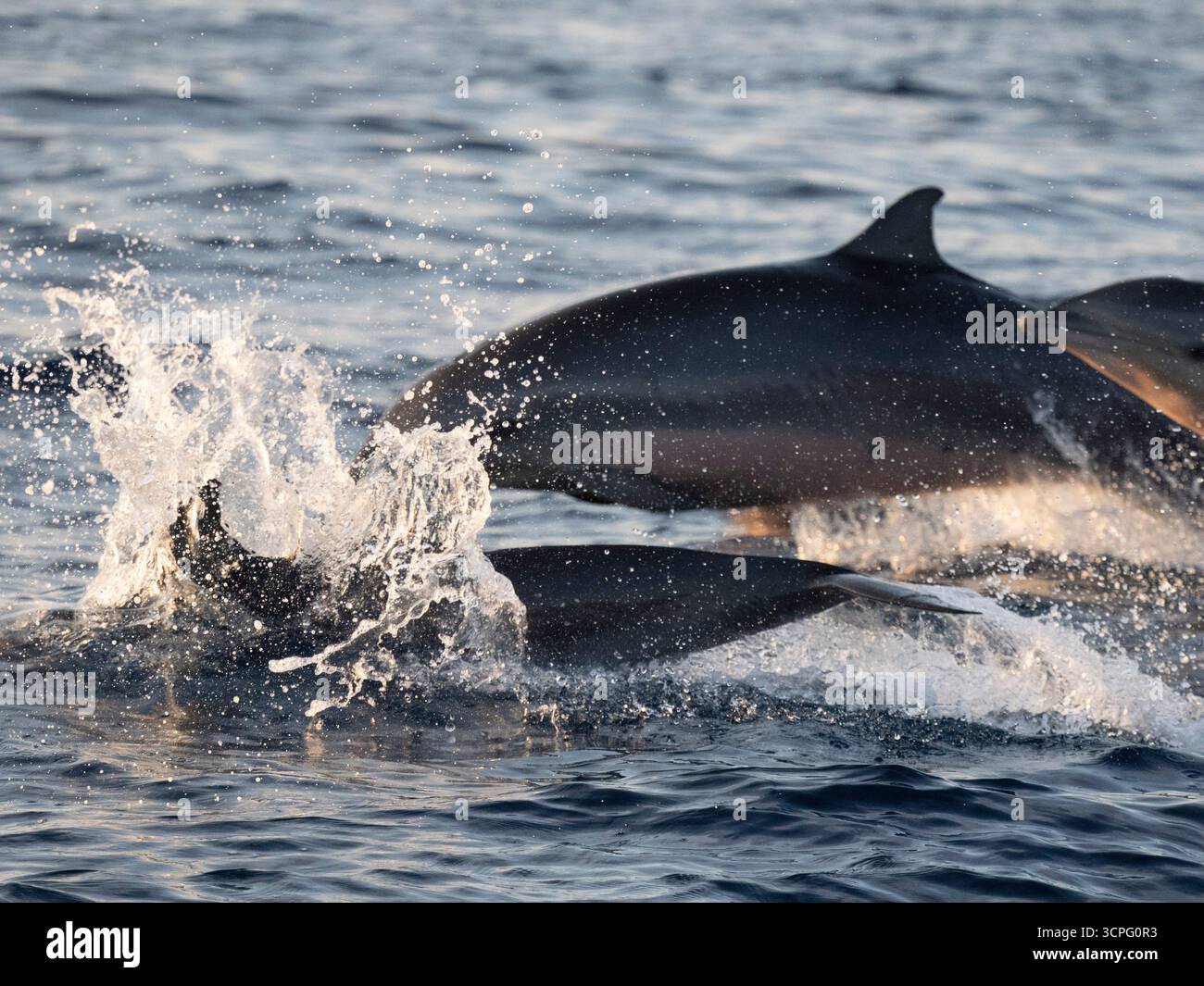 Fraser's Dolphin (Lagenodelphis hosei) vor Lovina Beach, Bali, Indonesien Stockfoto