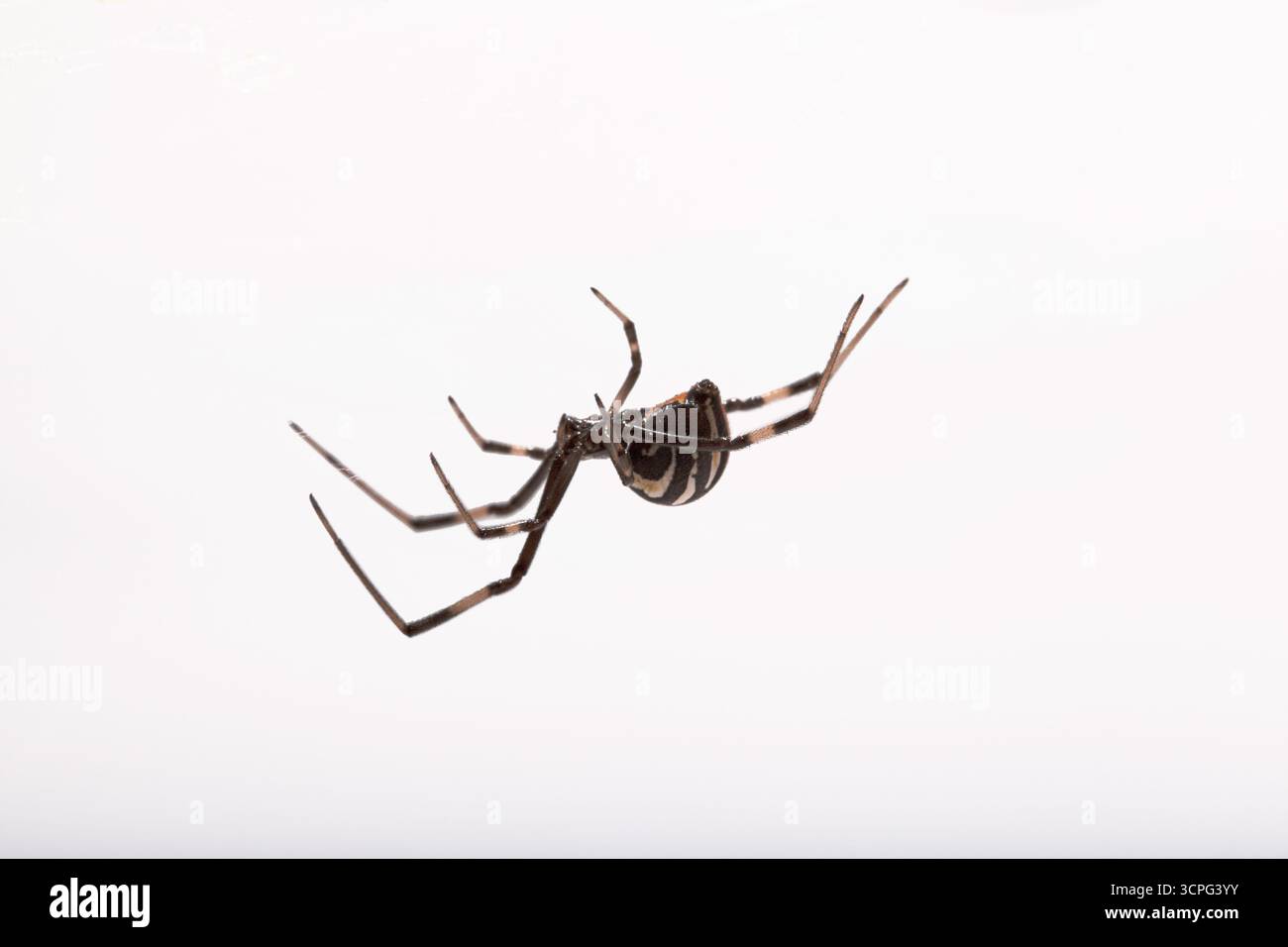 Die schwarze Witwenspinne hängt kopfüber vor einem weißen Hintergrund Stockfoto