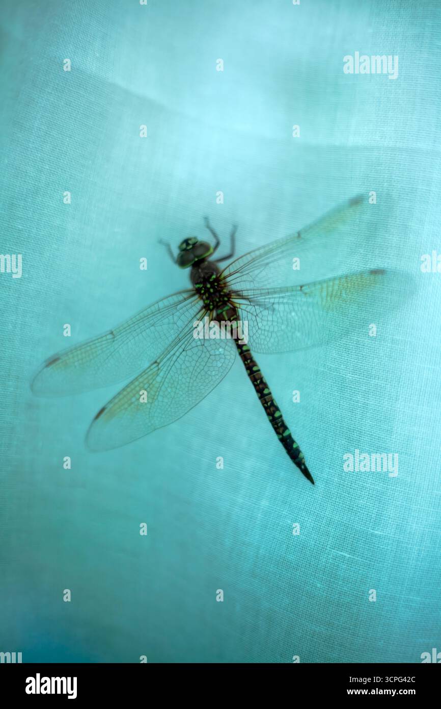 Libelle, die sich in blau-grünem Licht an Leinenstoff anschmiegt Stockfoto