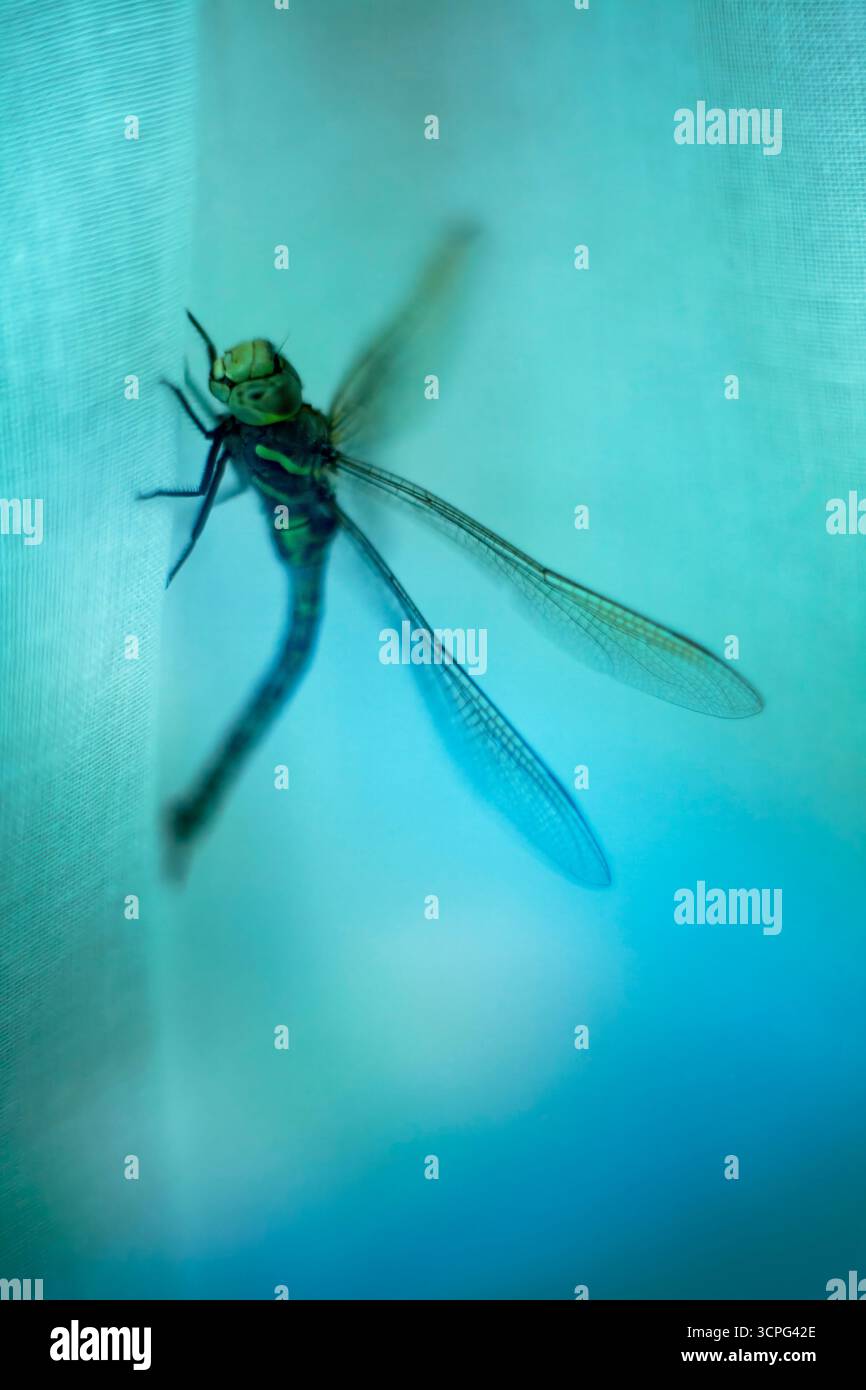 Libelle, die sich in blau-grünem Licht an Leinenstoff anschmiegt Stockfoto