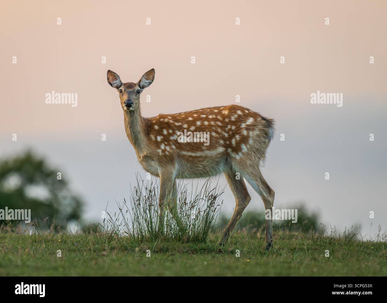 Damhirsche, mittelgroß mit markanten weißen Flecken, bei Sonnenuntergang, was ihm ein bezauberndes, fast märchenhaftes Aussehen verleiht Stockfoto
