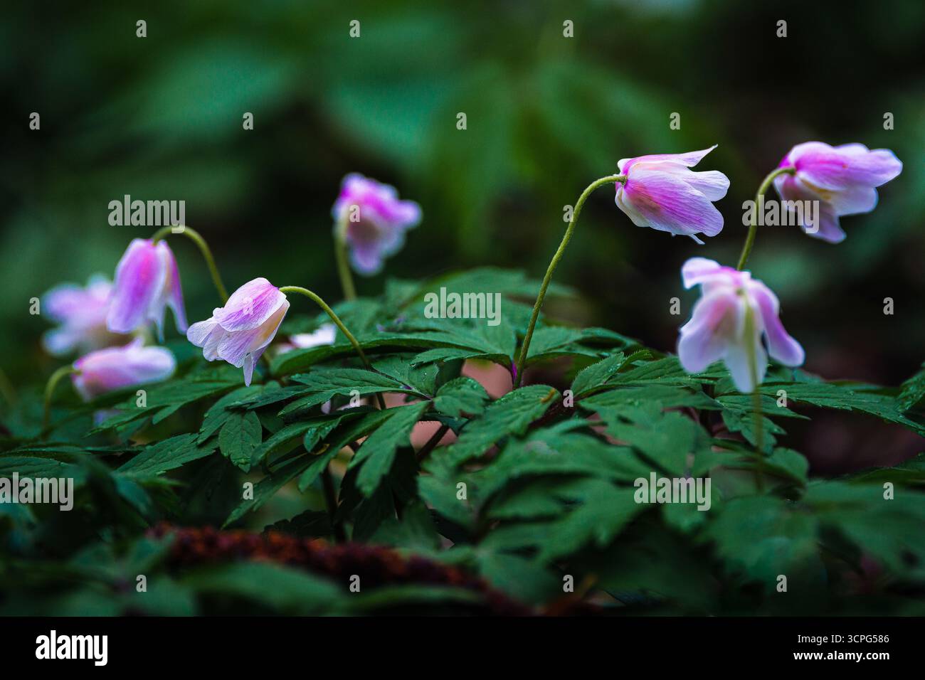 Holz-Anemonen im Wald Stockfoto