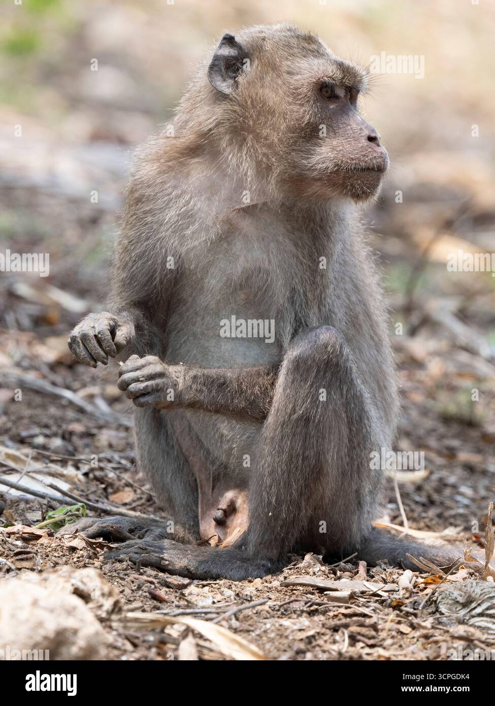 Balinesischer Langhanzwanzaffe (Macaca fascicularis) das Heilige Affenwaldschutzgebiet (Affenwald Ubud) Bali Stockfoto
