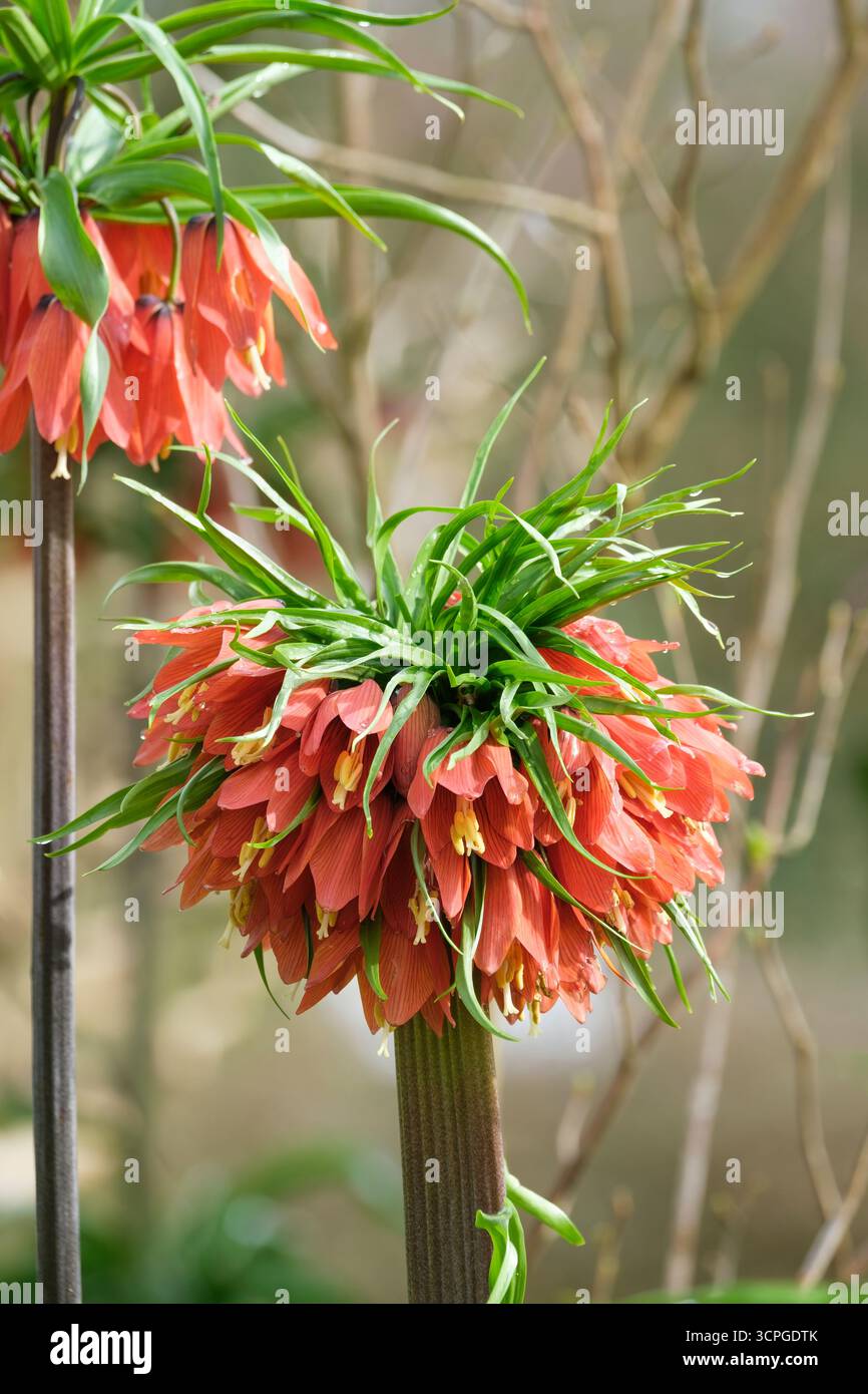 Fritillaria Red Beauty, Krone Imperial, Spitzen von leuchtend roten, glockenförmigen Blumen Stockfoto