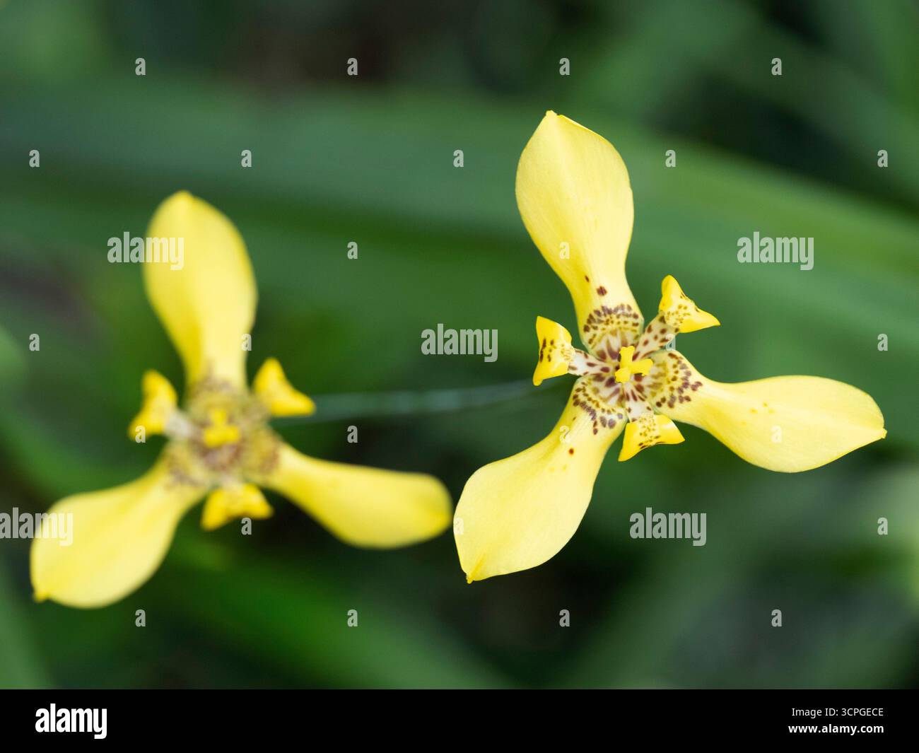 Gelbe Walking Iris (Neomarica longifolla) Lotus Lagoon, Candidasa, Bali Stockfoto