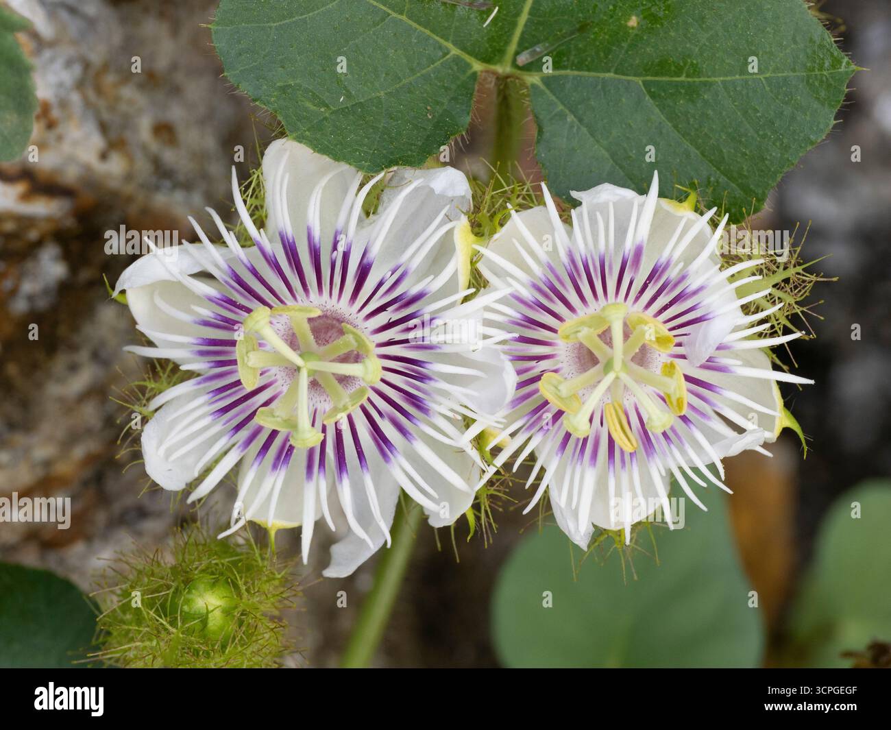 Stinkende Passionsblume (Passiflora foetida) Lotus Lagoon, Candidasa, Bali Indonesien Stockfoto