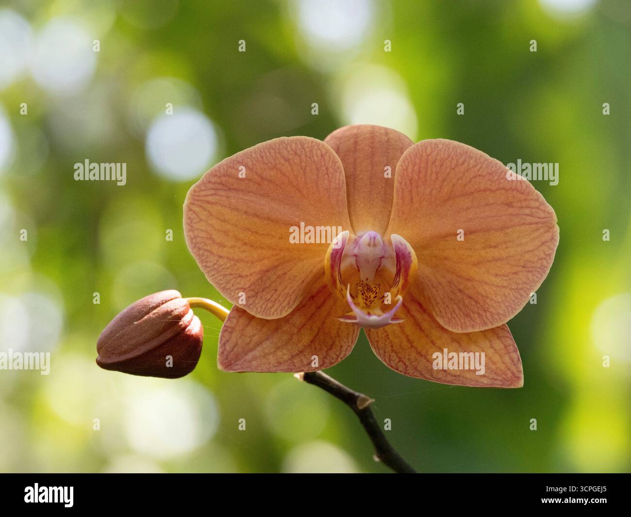 Orchidee (Phalaenopsis sp) orange, Bali Indonesien Stockfoto
