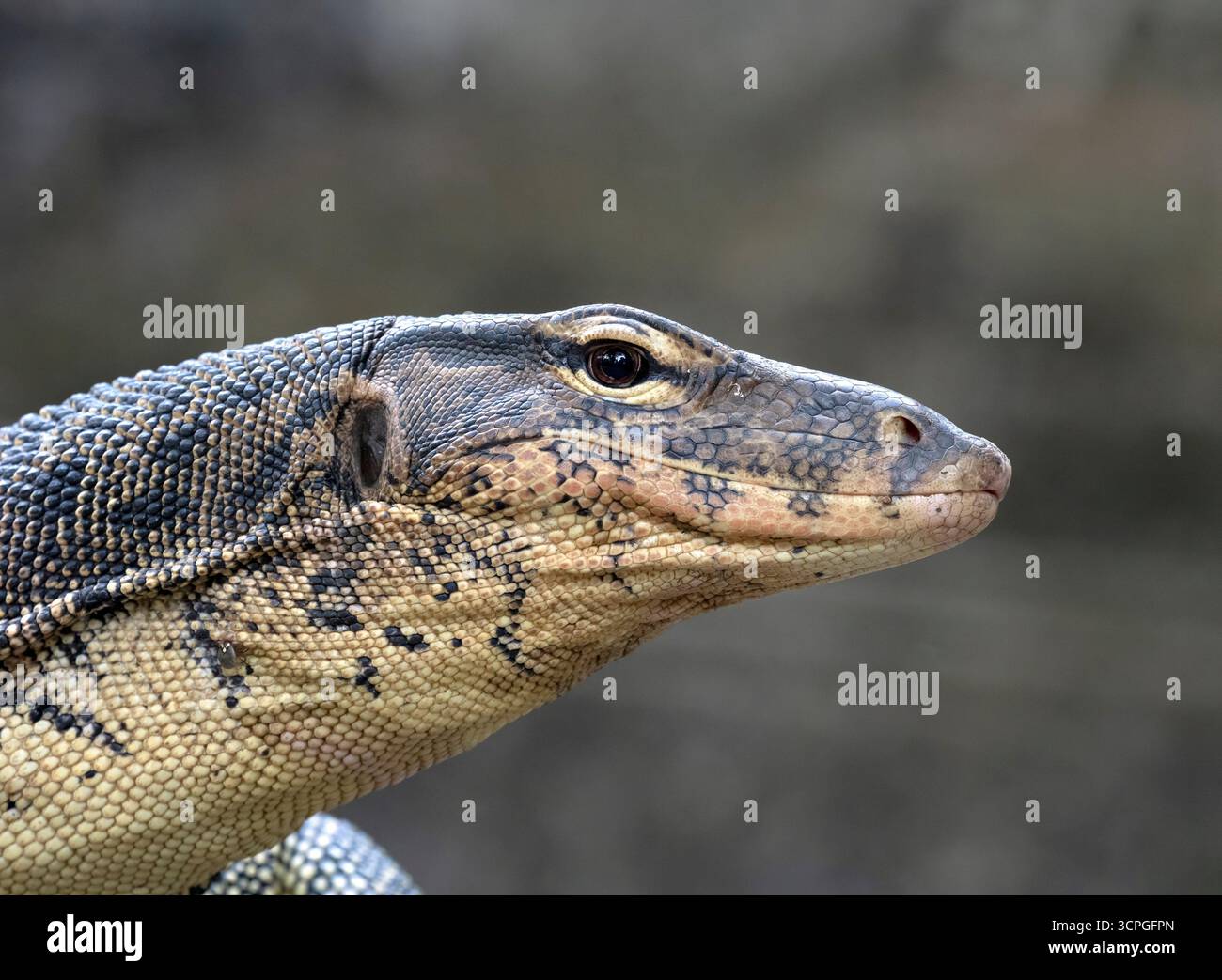 Porträt des asiatischen Wassermonitors (Varanus salvator), Bali Reptile Park, Indonesien Stockfoto