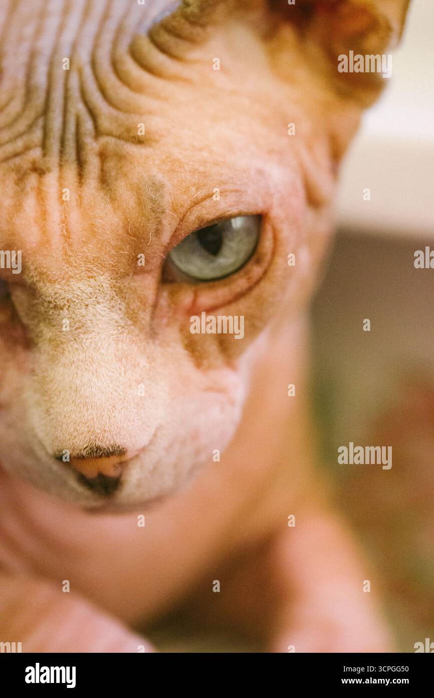 Kahle kanadische Spynx-Katzenmaulkorb mit wunderschönen blauen Augen, die in eine Kamera schauen. Ein Kätzchen mit schlauen Augen Porträt. Konzentriertes, katzenes Haustier Stockfoto