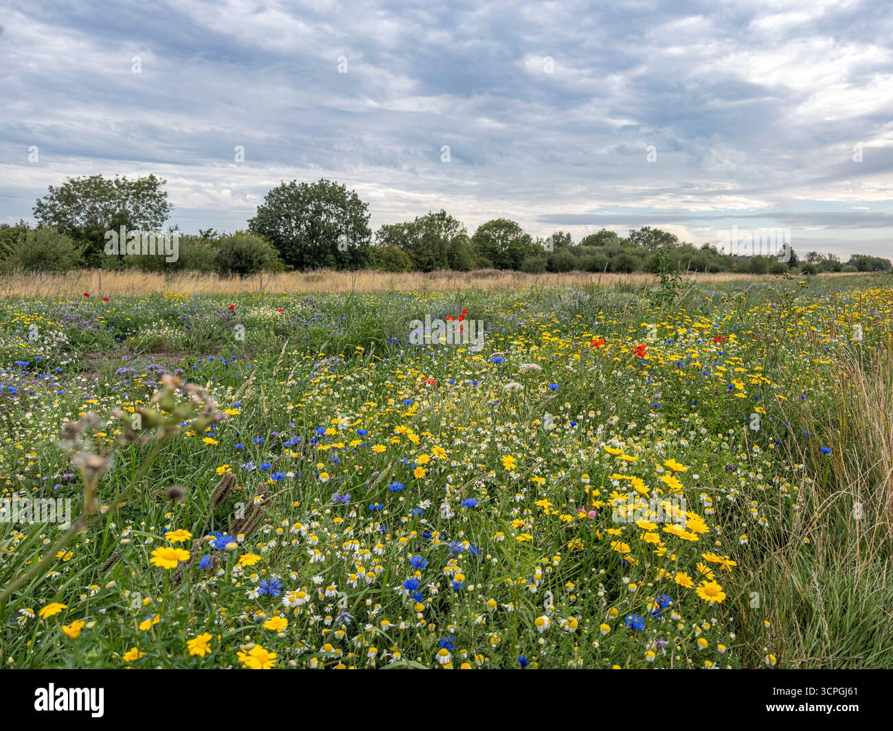 Wildblumenwiesen in voller Sommerblüte auf Monk Strey in York, North Yorkshire, England Stockfoto