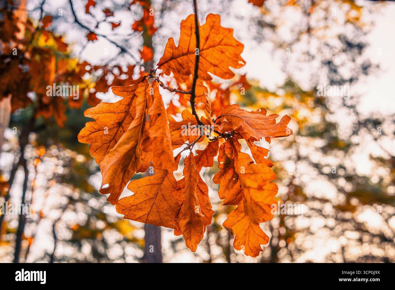 Herbstliches Laub noch am Baum Stockfoto