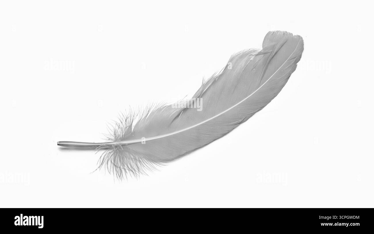 Ein isoliertes Bild einer weißen, federnden Federn vor weißem Hintergrund. Die leichte und zarte Struktur der Feder ist auffällig. Stockfoto