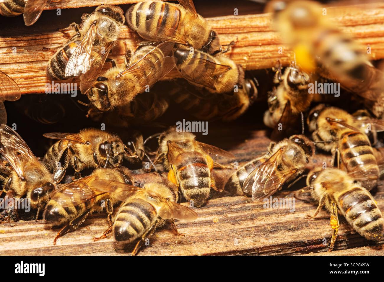 Honigbienen treffen sich in einem Bienenstock und zeigen ihre komplizierten Muster und Teamarbeit. Das Bild zeigt die Summenaktivität der Bienen während ihrer Arbeit Stockfoto