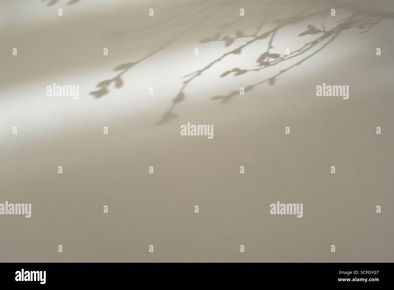 Heller Hintergrund mit Schatten von zartem Zweig, minimalistischer Hintergrund Stockfoto