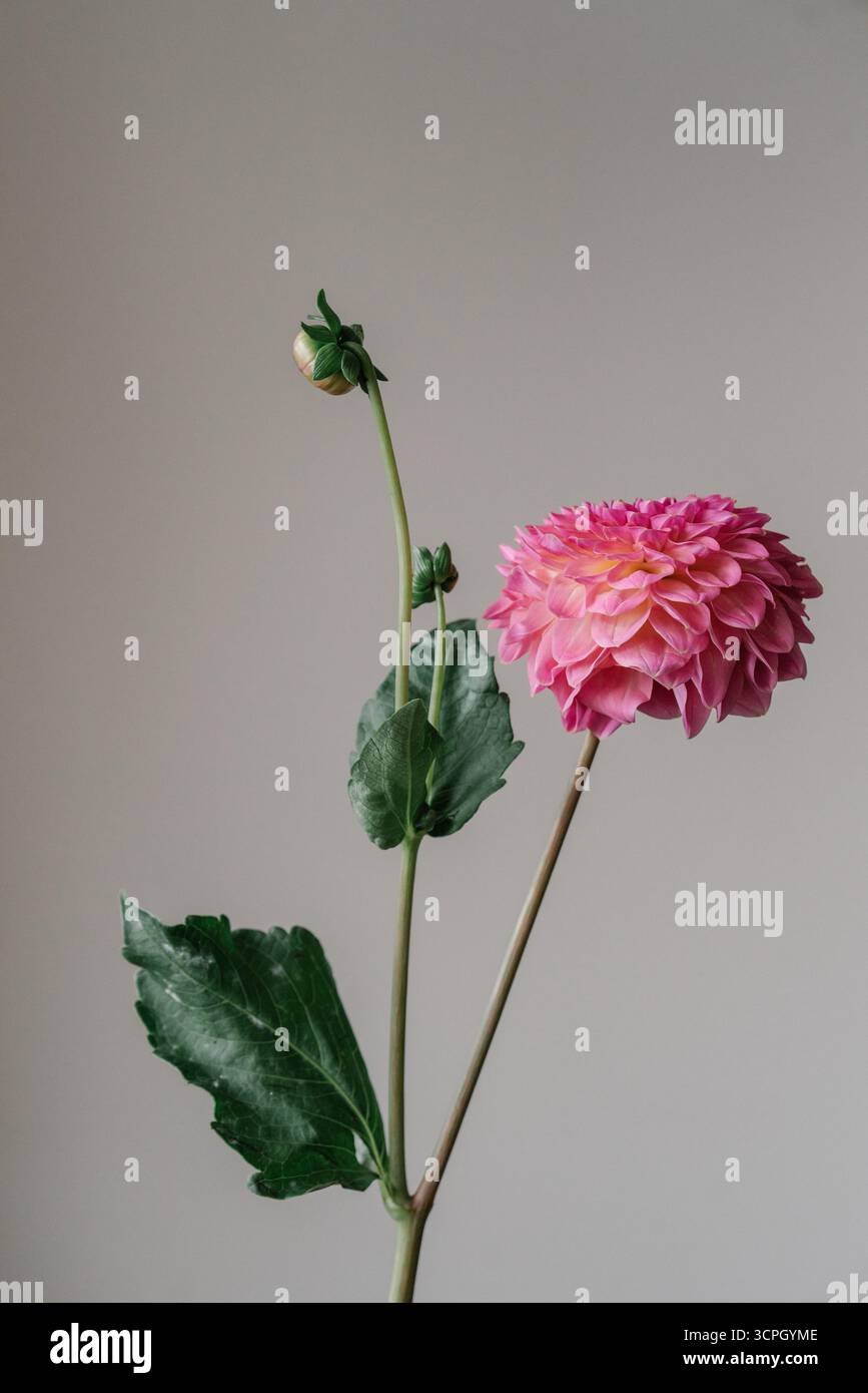 Rosafarbene zarte Dahlien auf beigefarbenem Hintergrund, minimale Ästhetik Stockfoto