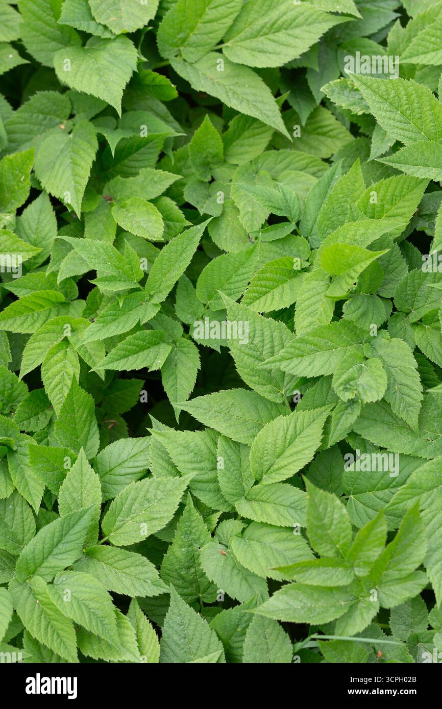 Eine Nahaufnahme des Pflanzengrundältesten, Aegopodium podagraria Stockfoto