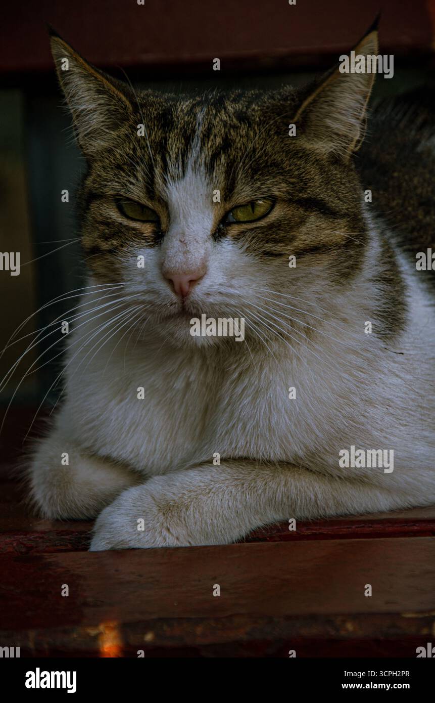 Ein atmosphärisches Porträt einer Tabbykatze mit einem verschlafenen, besinnlichen Ausdruck. Die Katze liegt auf einer dunkelroten Oberfläche, umgeben von tiefen Schatten Stockfoto