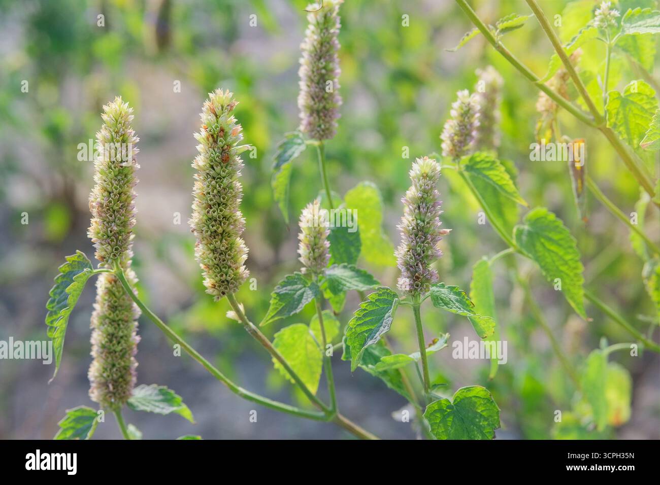 Agastache mit Blumen wächst im Hüttengarten. Mehrstielige Pflanze ist eine dekorative krautige Staude. Ysop zeichnet sich durch seine Leichtigkeit aus Stockfoto