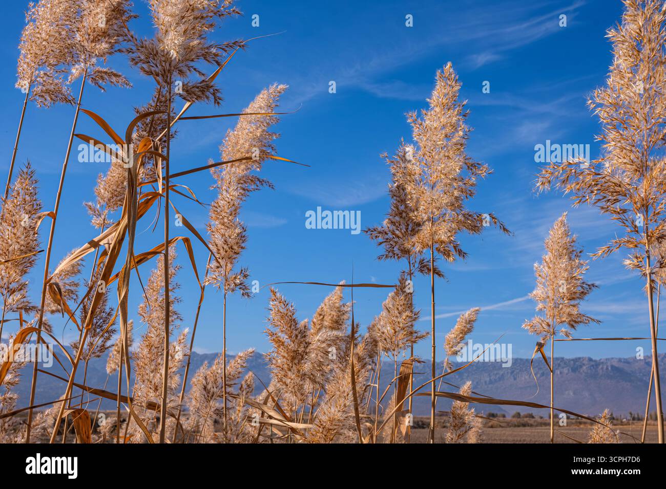 Feld der Größe. Gefiederte Schilfe, die sich im Wind vor dem Hintergrund eines klaren blauen Himmels und fernen Bergen bewegen. Schilfbett mit Schwerpunkt auf flauschigem Bett. Stockfoto