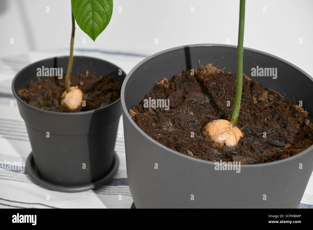 Zwei Avocadopflanzen in Töpfen auf einem hellen Tisch, die sich auf den Boden und die Gruben konzentrieren, aus denen ihre Stämme wachsen. Gemütliche Gartenszene im Innenbereich mit Stockfoto