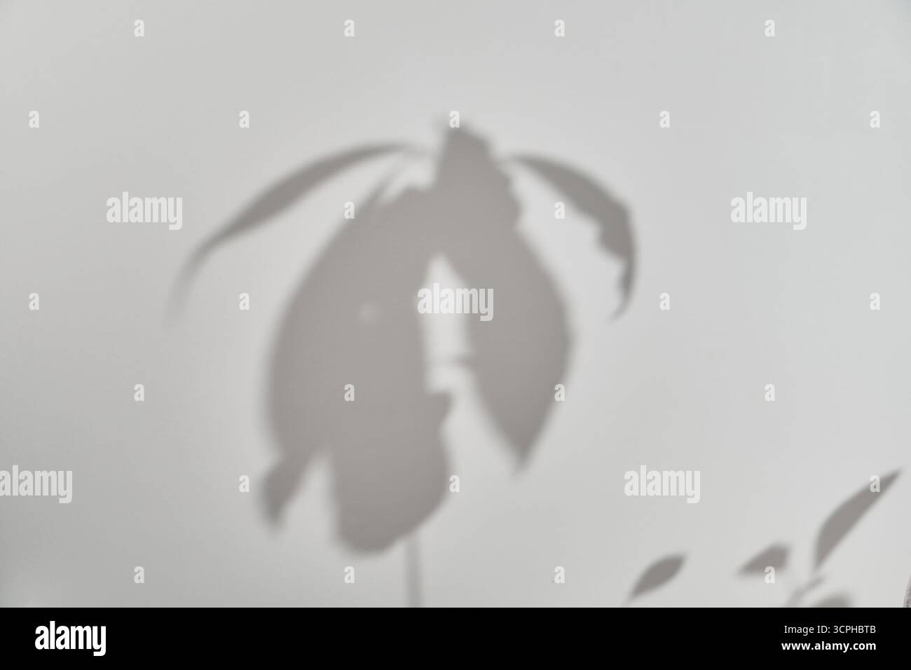 Sanfte Schatten von Avocadopflanzen werden auf eine weiße Wand gegossen. Licht und Schatten schaffen eine ruhige, gemütliche und ästhetische Gartenatmosphäre mit friedlicher Atmosphäre Stockfoto