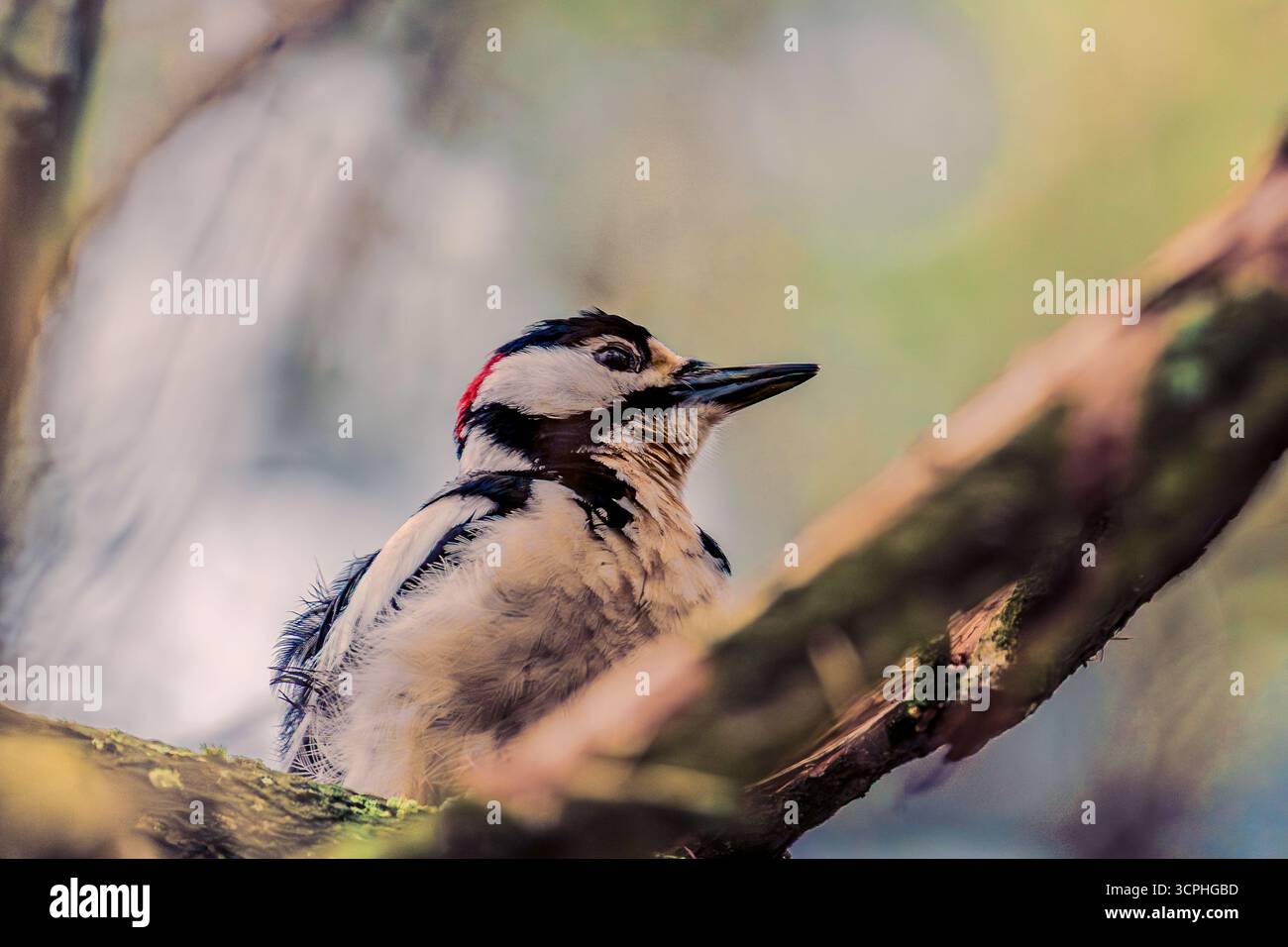 Toller Spotted Woodspecht im Baum Stockfoto