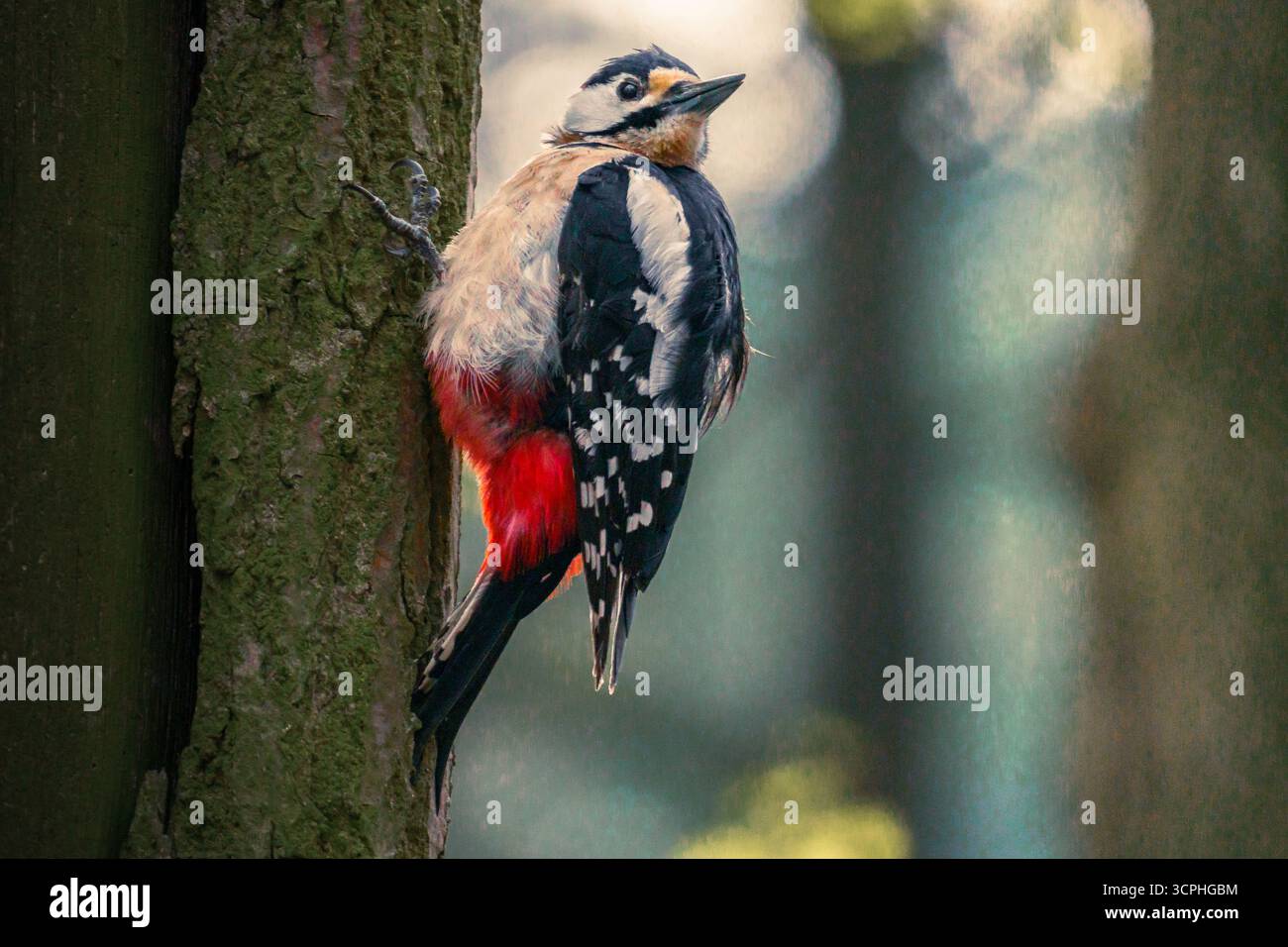 Toller Spotted Woodspecht im Baum Stockfoto