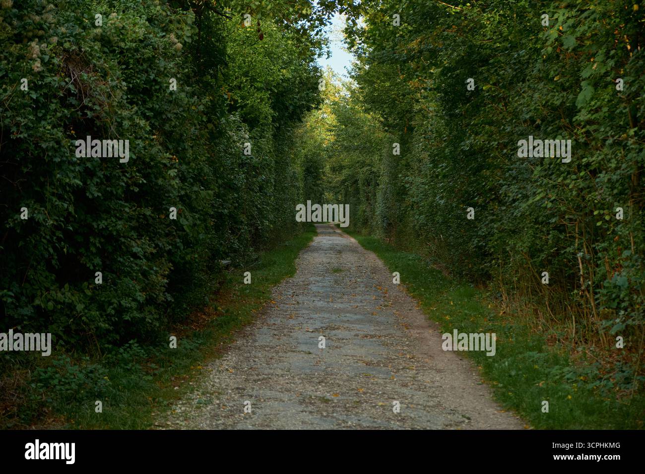 Asphaltweg gesäumt von gelben Herbstblättern, umgeben von grünen Sträuchern und Bäumen. Frühherbstszene mit friedlicher ländlicher Atmosphäre und natura Stockfoto