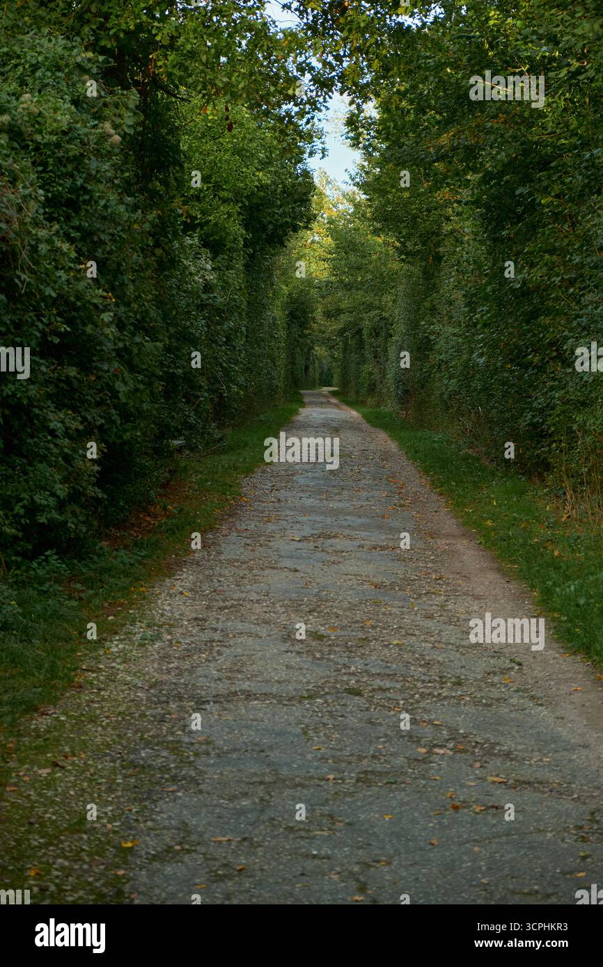 Vertikale Aufnahme des Asphaltweges gesäumt von grünen Sträuchern und gelben Herbstblättern. Die Herbstszene schafft einen ruhigen natürlichen Korridor mit gemütlichem Woodl Stockfoto