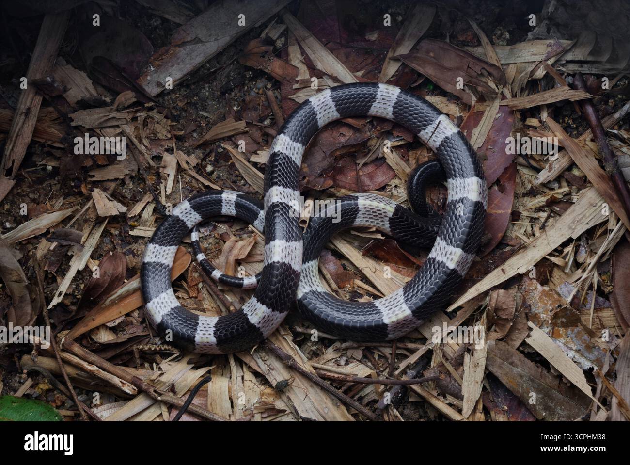 Malayan Krait, oder Blue Krait im Waldboden, auf toten Blättern. Das Gift des malayischen Krait ist hochgradig neurotoxisch. Stockfoto
