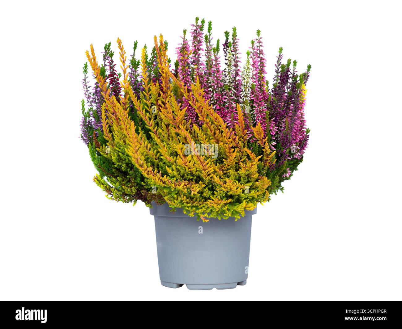 Heather isoliert auf weißem Hintergrund Stockfoto