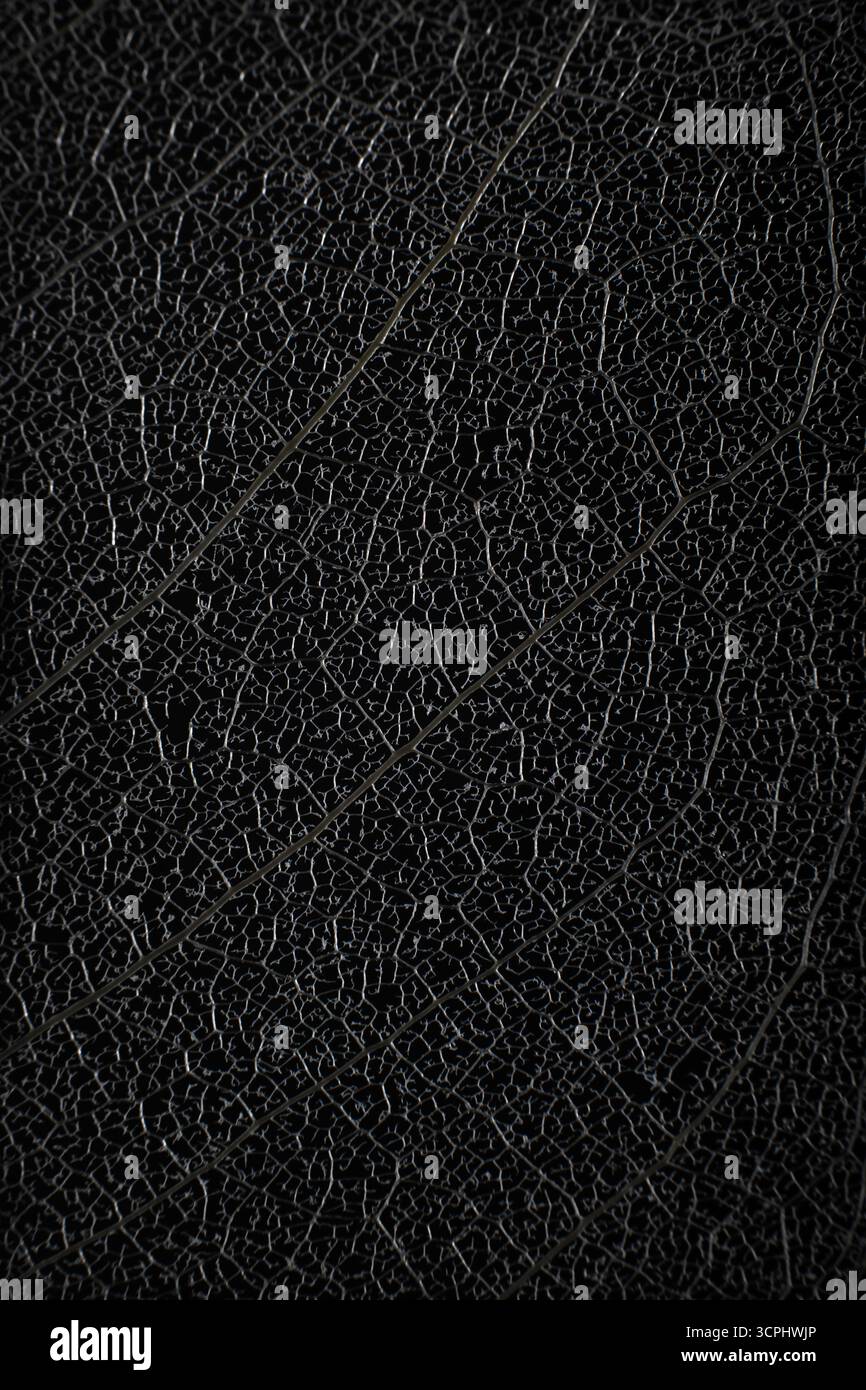 Hintergrund Mit Schwarzer Blattstruktur Für Makro Stockfoto