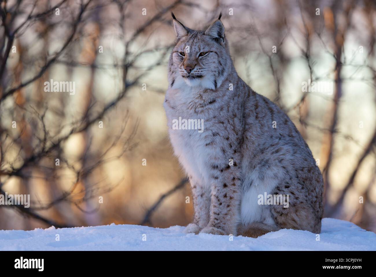 Lynx sitzt im Snowy Forest Stockfoto