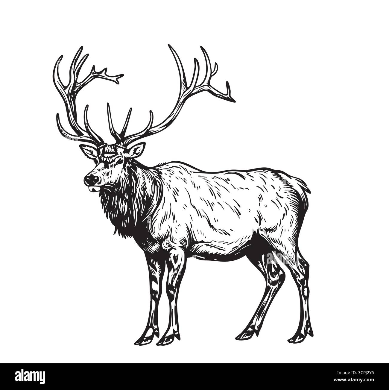Waldtiere Elche. Handzeichnung Skizze schwarze Tinte isoliert auf weißem Hintergrund. Vektorgrafik-Illustration. Vintage-Gravur. Naturobjekte von Wildtiersäugetieren. Stock Vektor