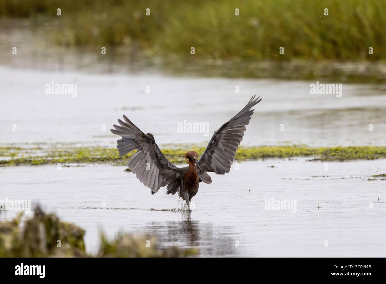 Dunkelmorpher rötlicher Reiher, der durch Untiefen mit Flügeln bei leichtem Regen läuft, San Diego Mud Flats Stockfoto
